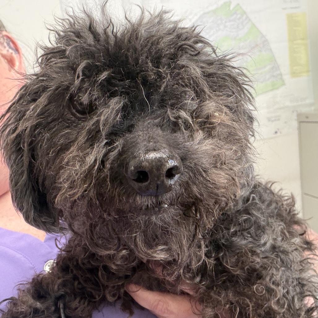 Velma, Adoptable, Senior Female Poodle.