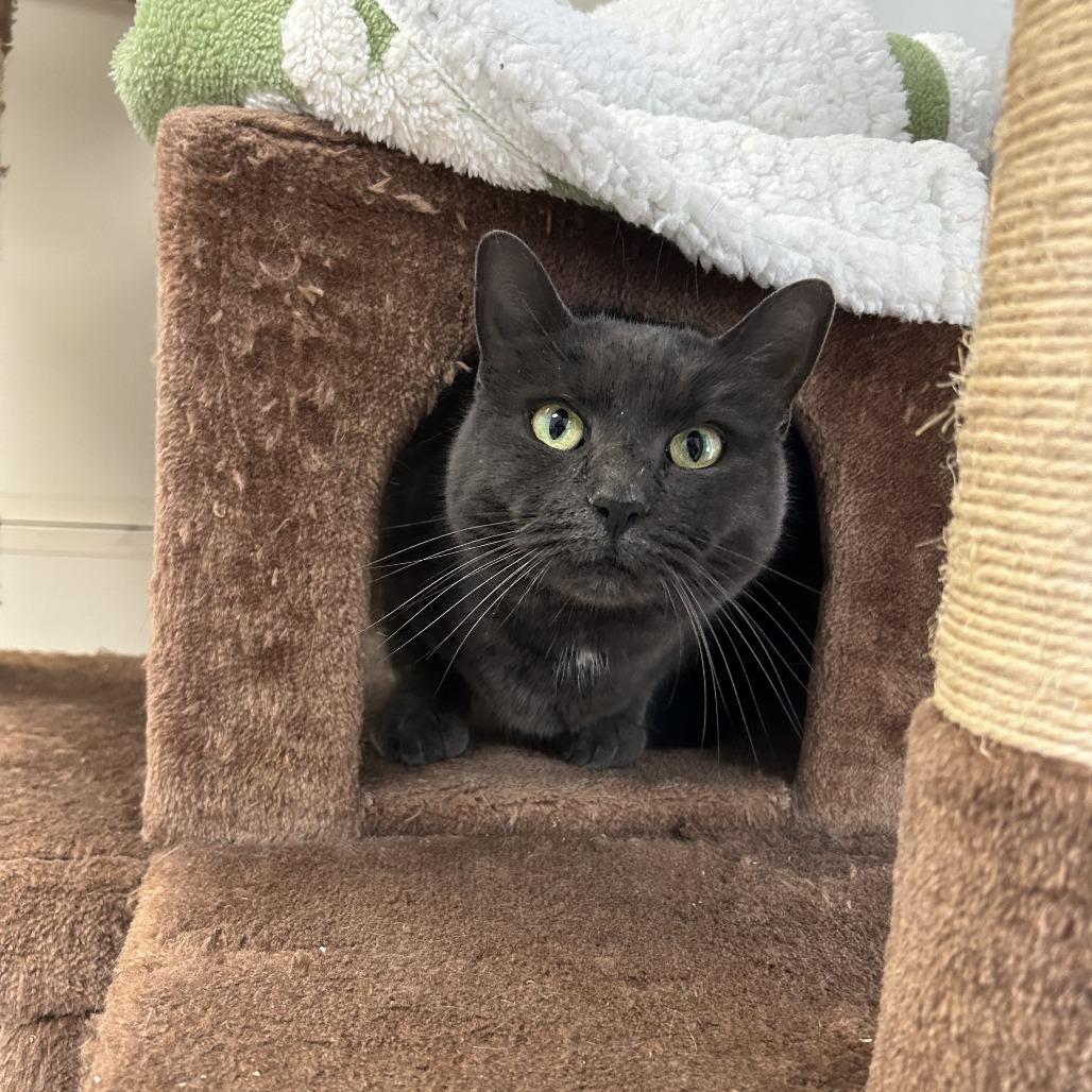 Pearl, a Adoptable Domestic Short Hair in Conway, NH image 1/4