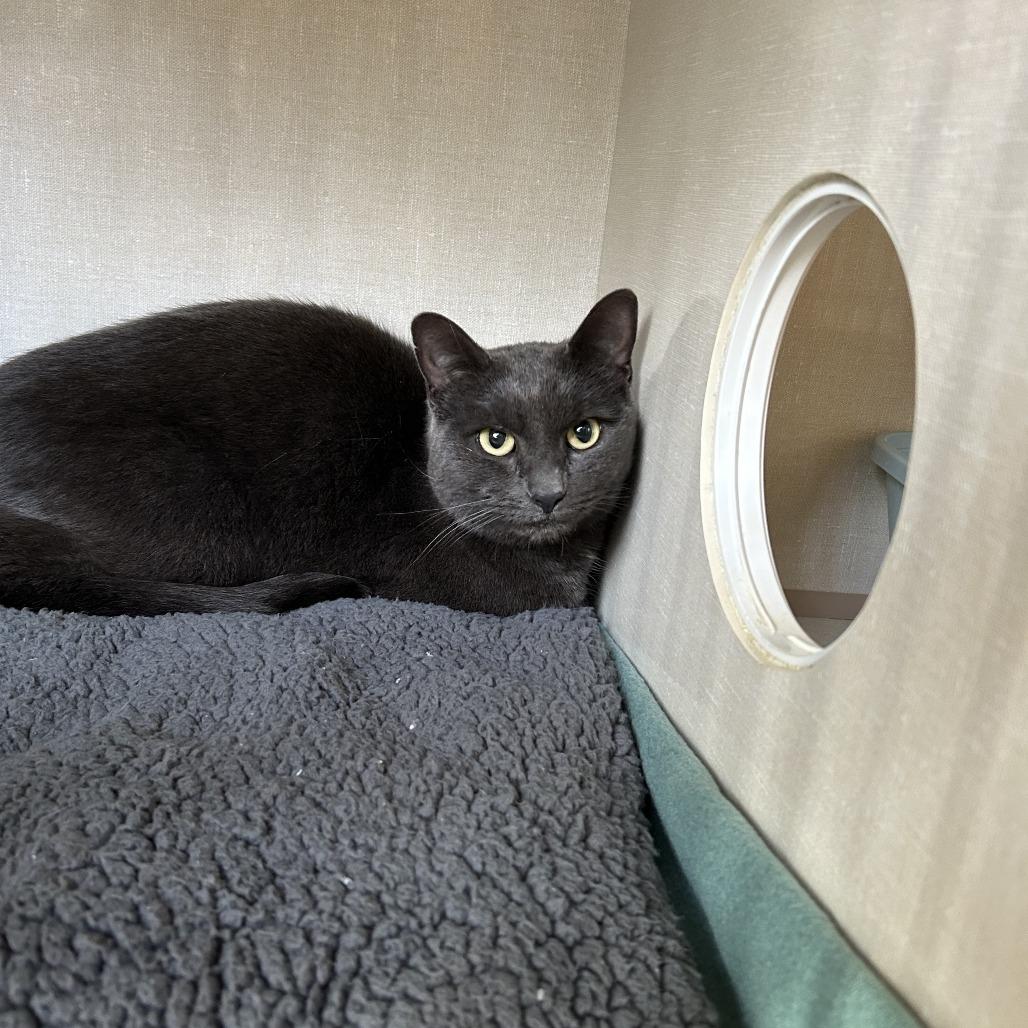 Pearl, a Adoptable Domestic Short Hair in Conway, NH image 2/4