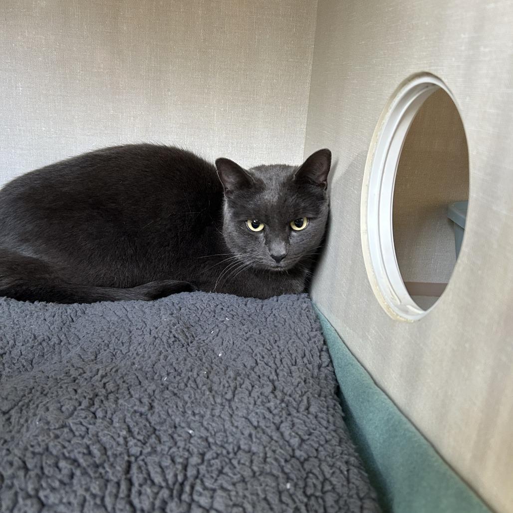 Pearl, a Adoptable Domestic Short Hair in Conway, NH image 3/4