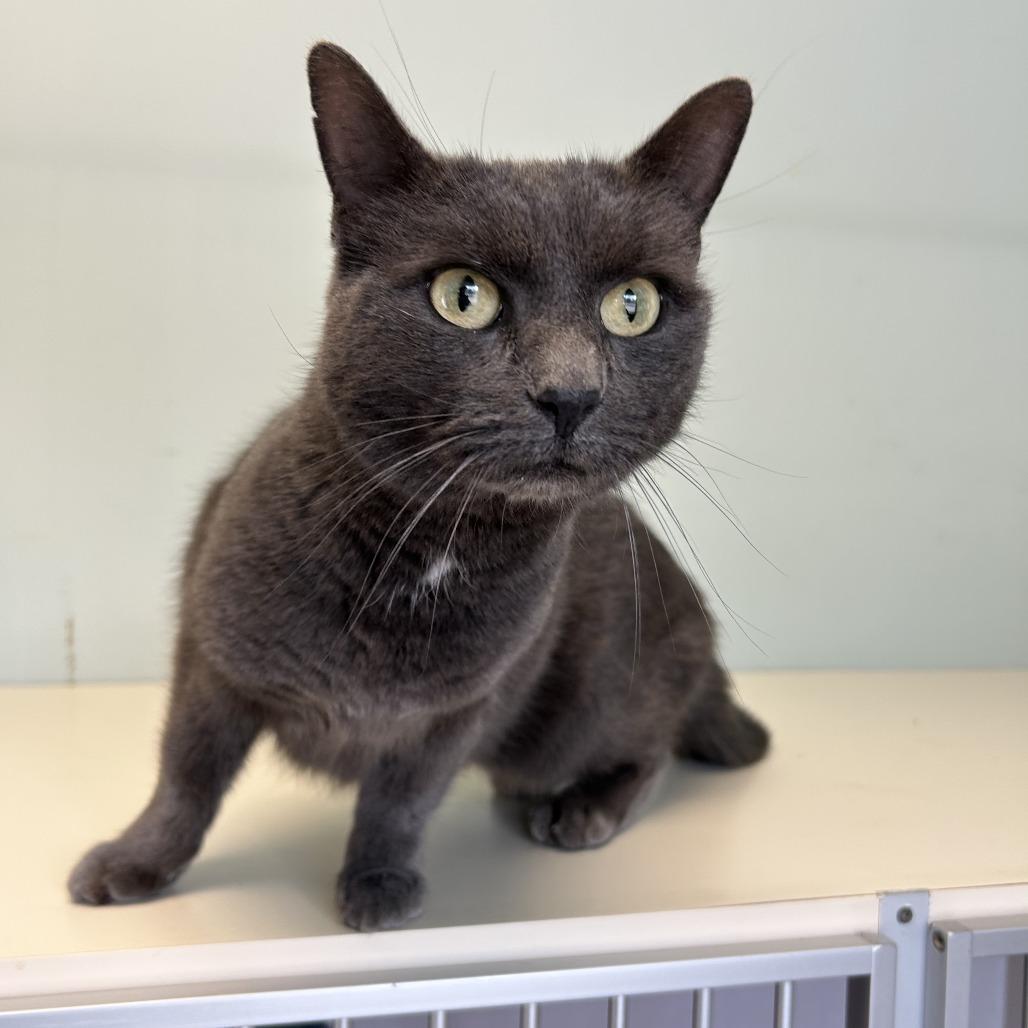 Pearl, a Adoptable Domestic Short Hair in Conway, NH image 4/4