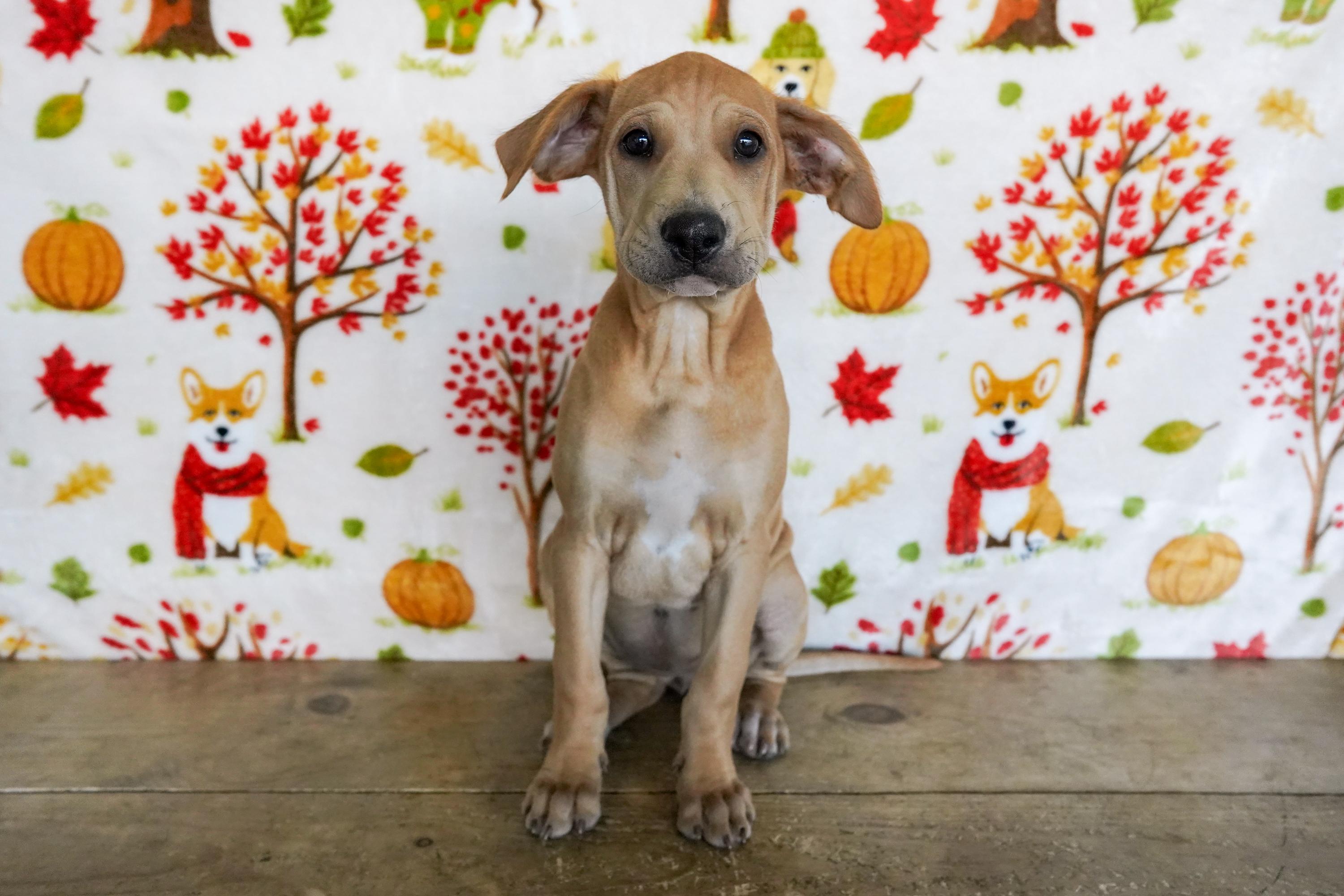 Enlarge Aspen, a Adoptable mixed breed in San Antonio, TX image 1/3