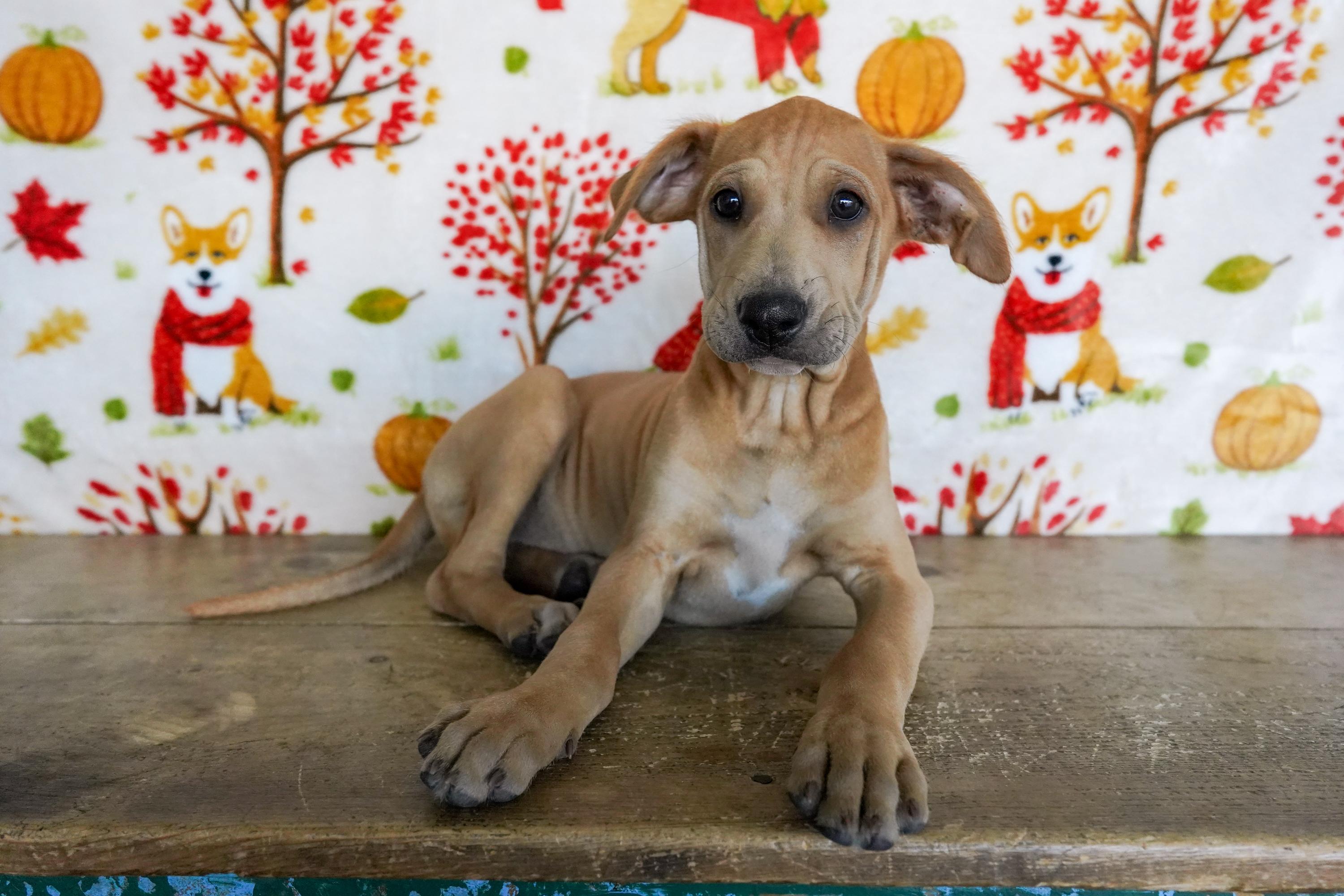 Enlarge Aspen, a Adoptable mixed breed in San Antonio, TX image 3/3