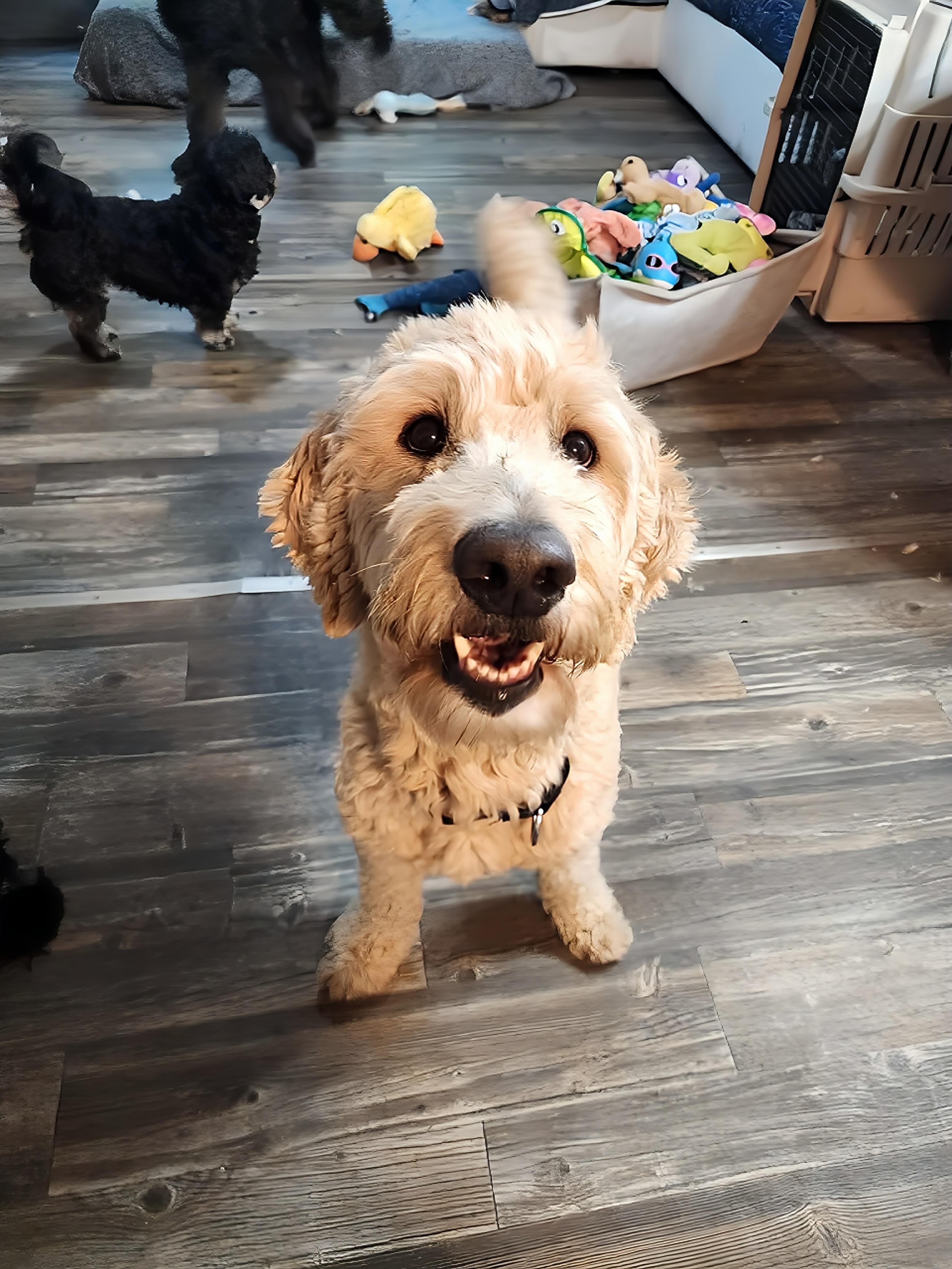 Enlarge Finn, a Adoptable mixed breed in Friendship, NY image 2/2