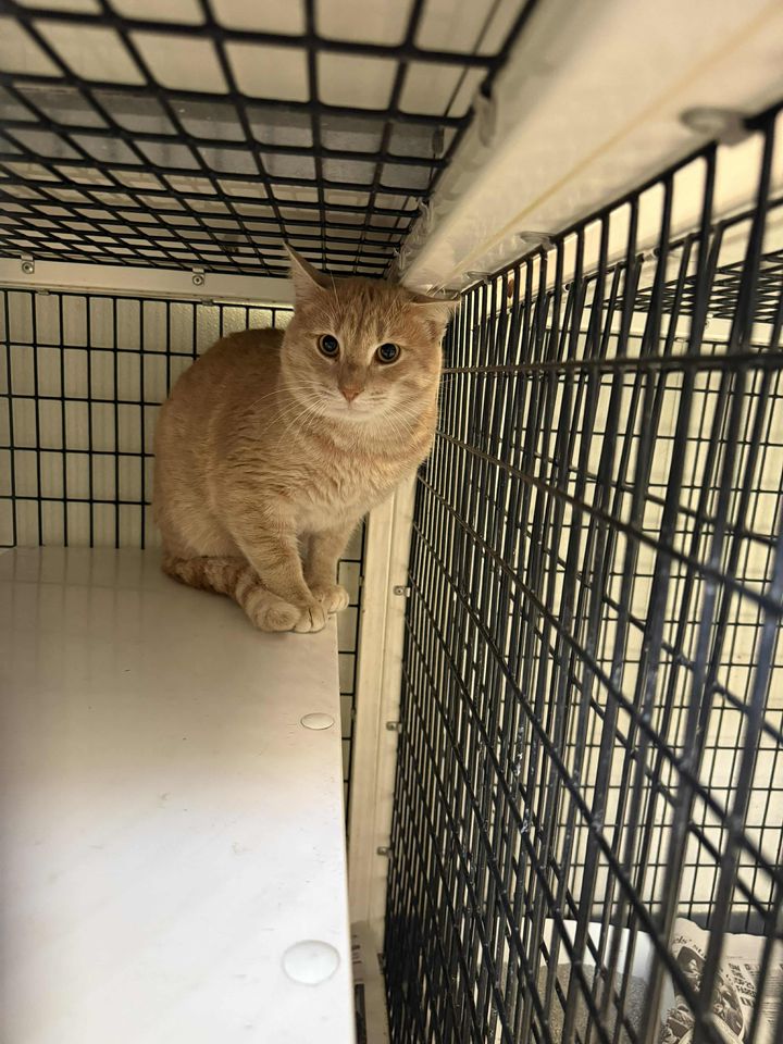 ROCKY, an adopted Domestic Short Hair in Tappahannock, VA_image-1