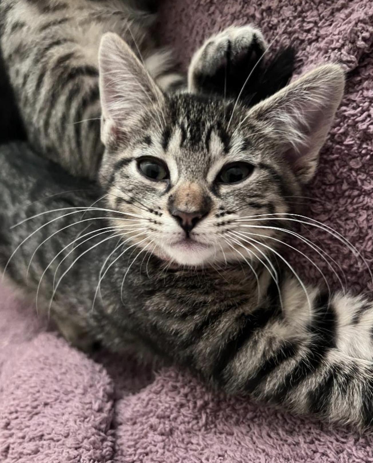 Enlarge Nancy, an adopted Domestic Short Hair in San Luis Obispo, CA image 2/4