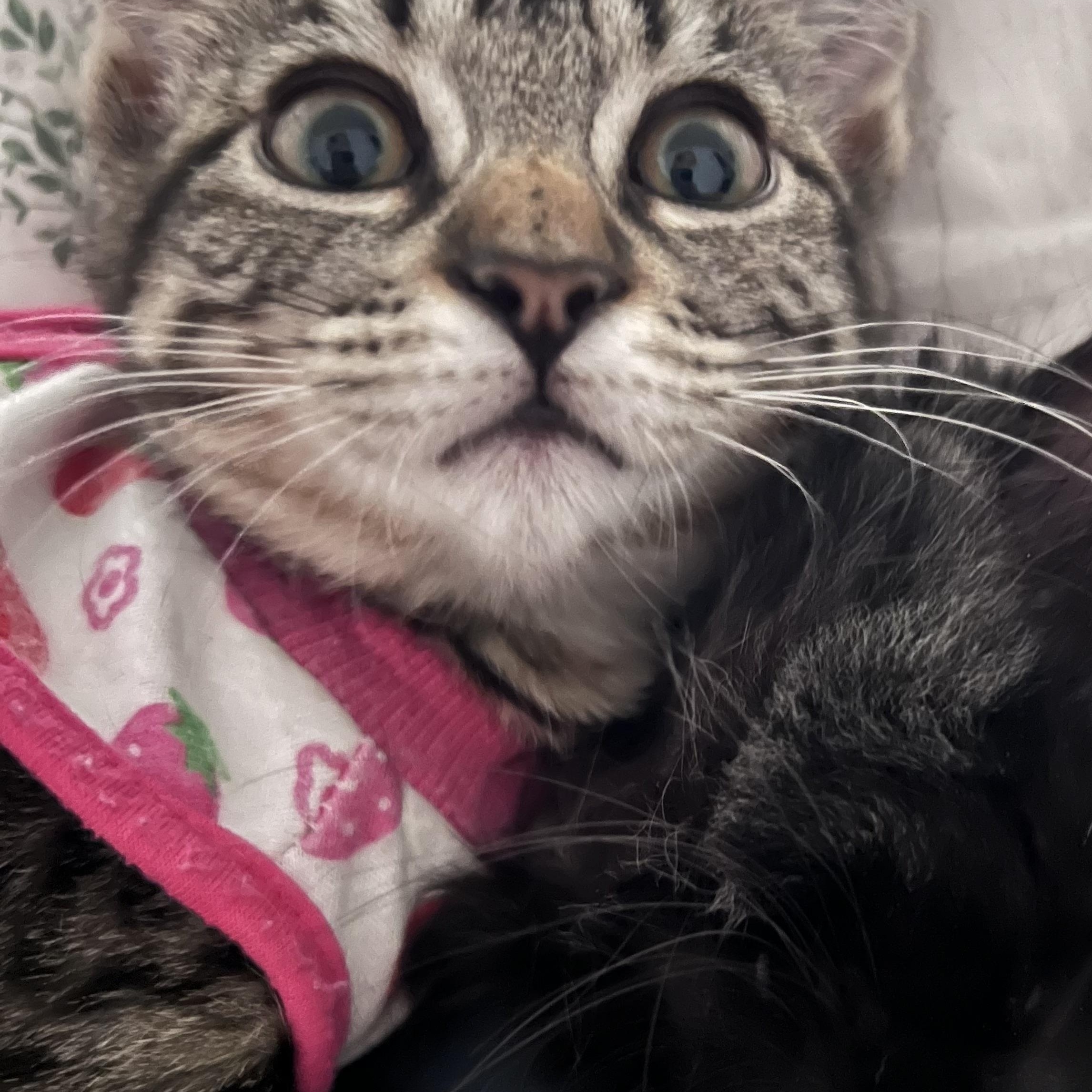 Enlarge Nancy, an adopted Domestic Short Hair in San Luis Obispo, CA image 4/4