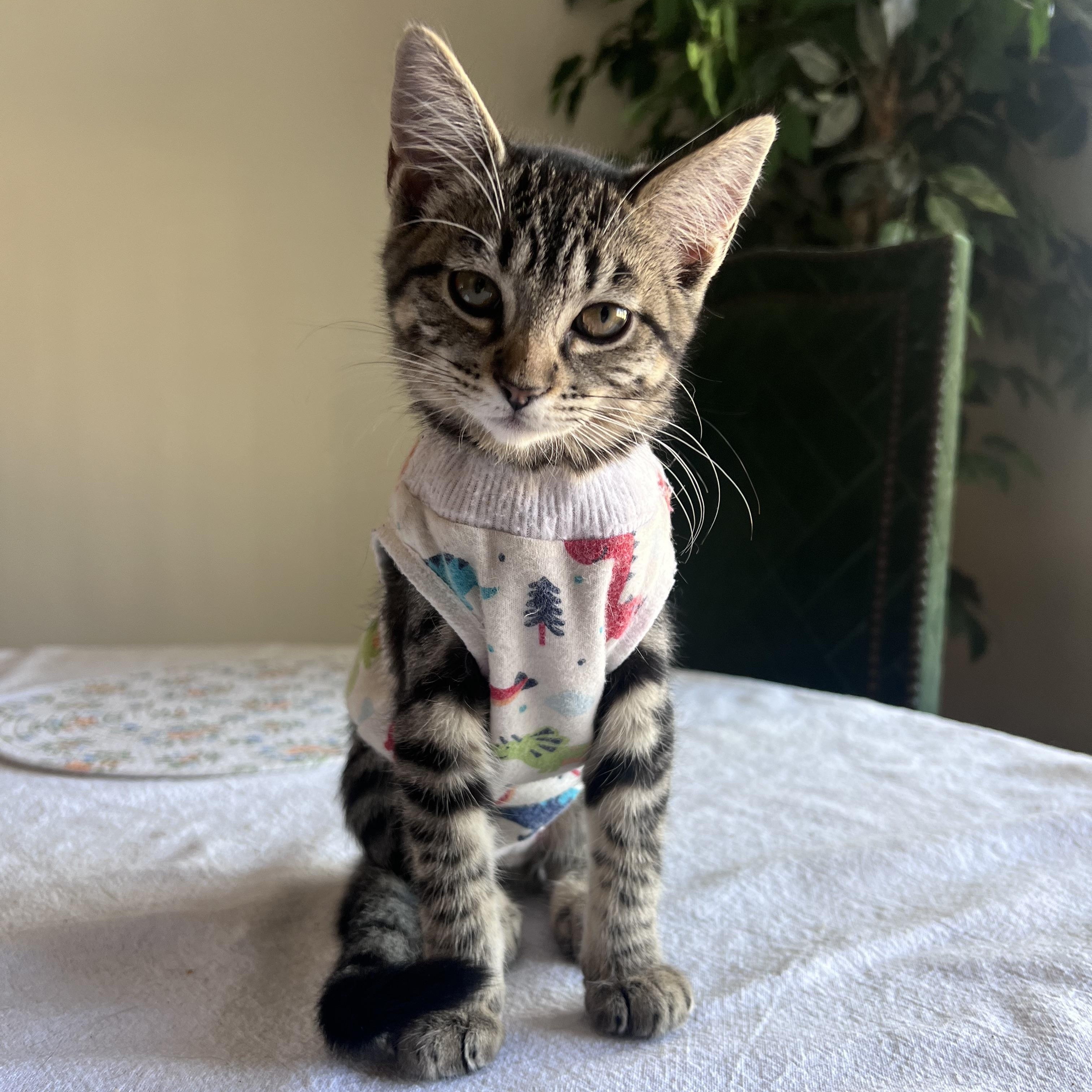 Nancy, adopted, Kitten Female Domestic Short Hair.