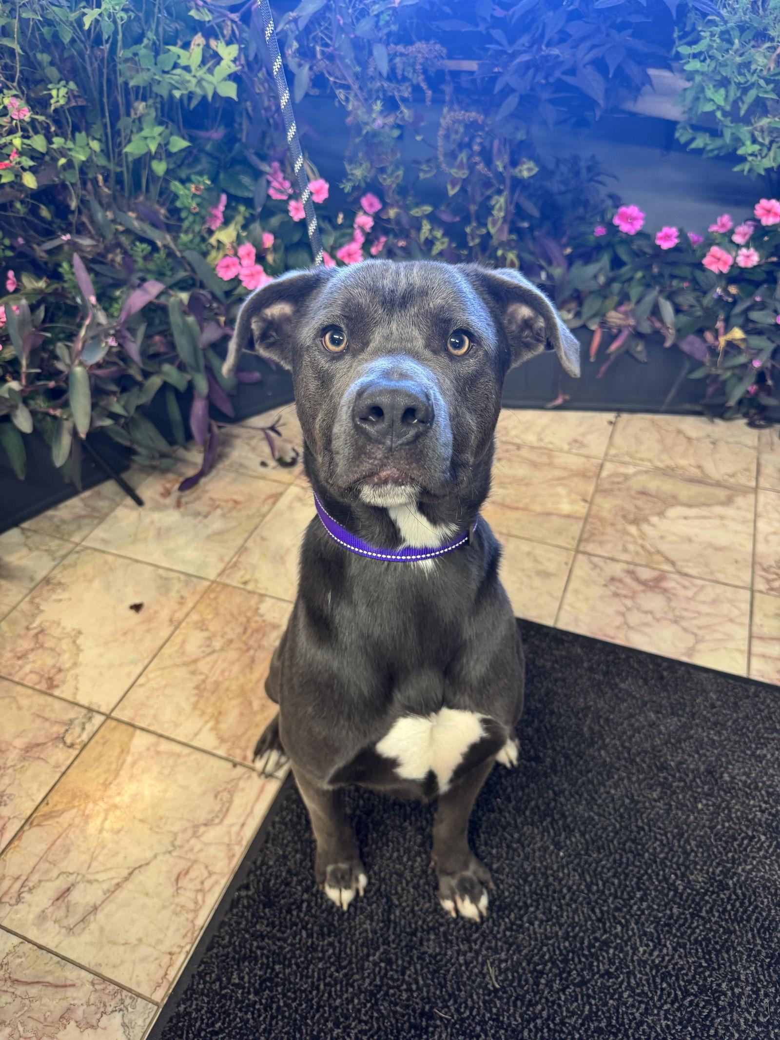 Curly, Adoptable, Young Male Staffordshire Bull Terrier.