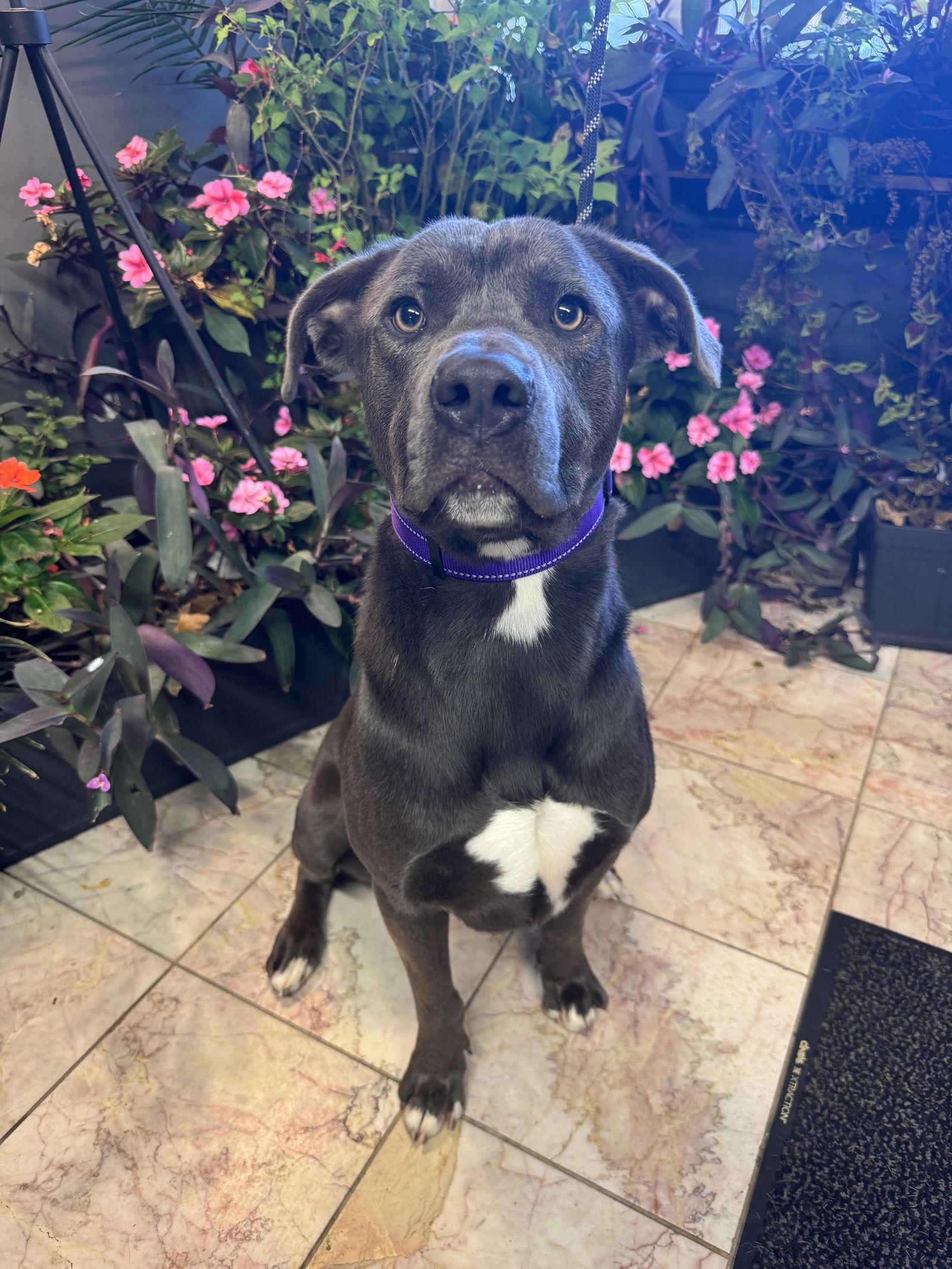 Curly, a Adoptable Staffordshire Bull Terrier in Leavenworth, KS image 2/2