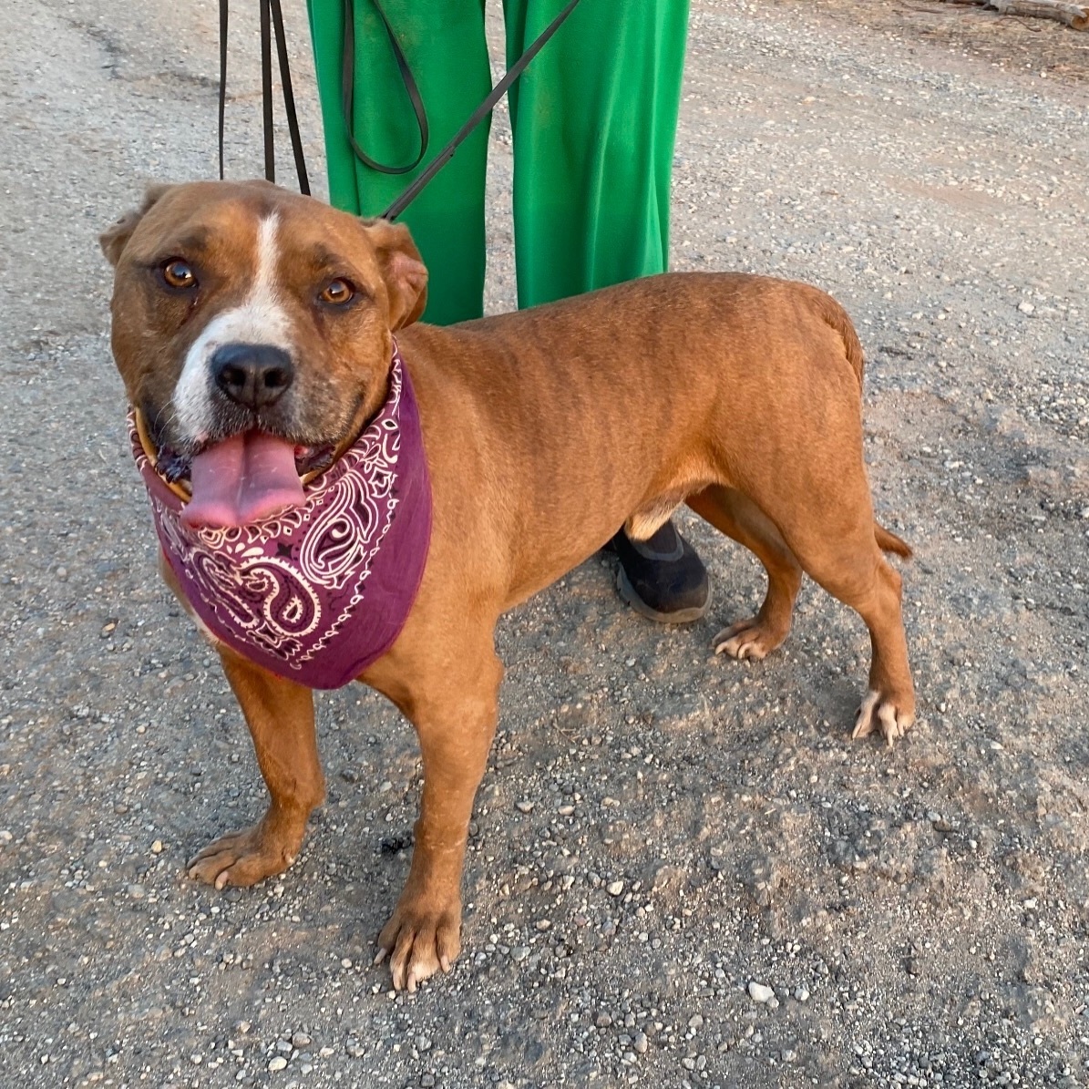 Elvis, a Adoptable mixed breed in Acton, CA image 1/12