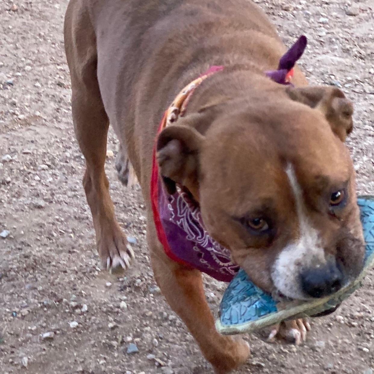 Elvis, a Adoptable mixed breed in Acton, CA image 2/12