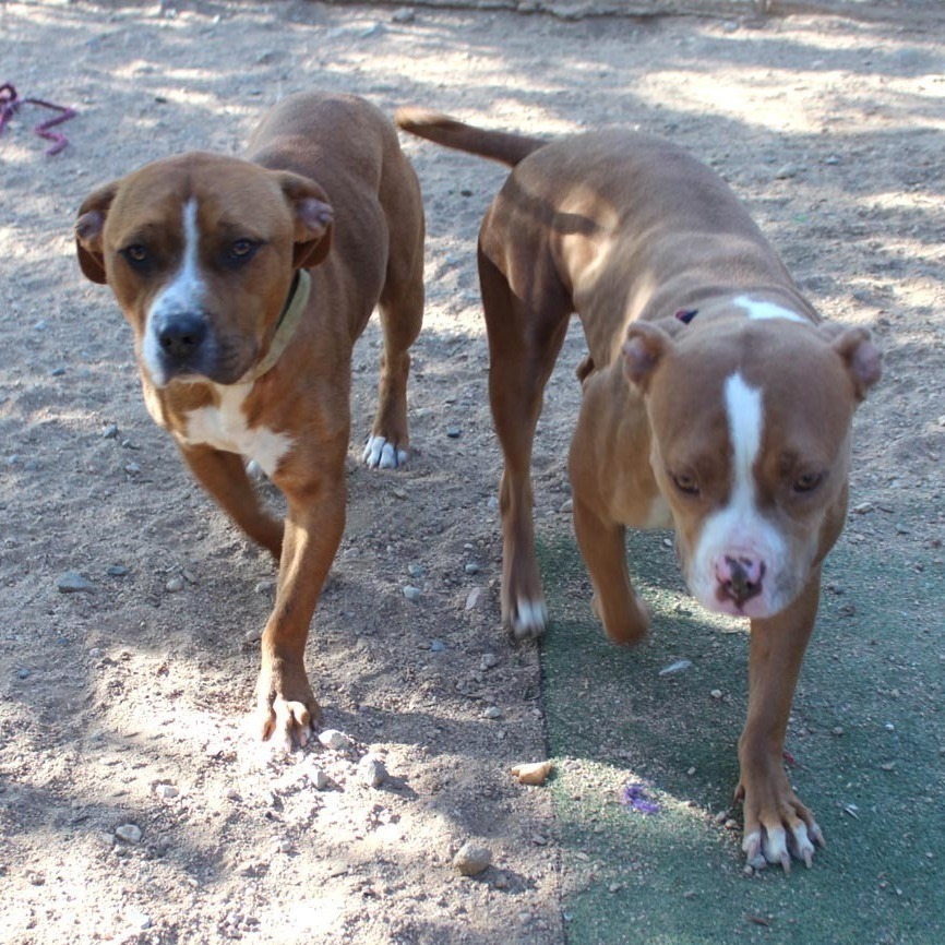 Elvis, a Adoptable mixed breed in Acton, CA image 3/12