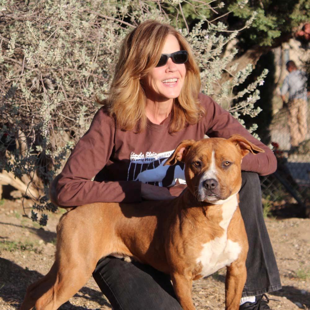 Elvis, a Adoptable mixed breed in Acton, CA image 4/12