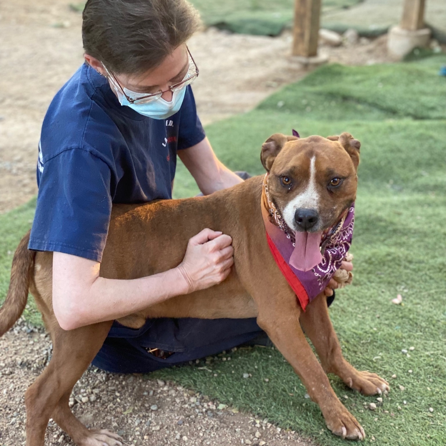 Elvis, a Adoptable mixed breed in Acton, CA image 5/12