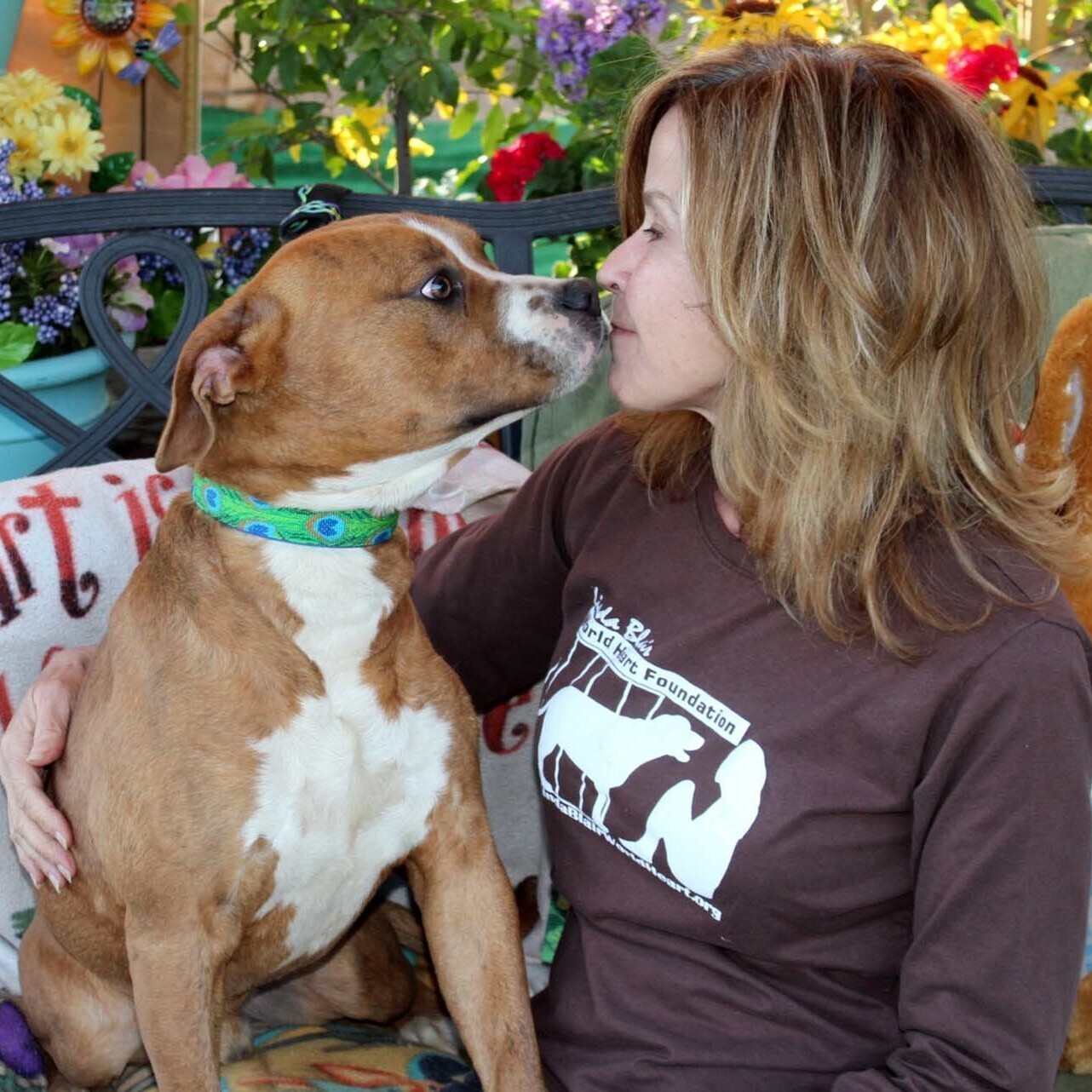 Elvis, an adoptable Spaniel, Terrier in Acton, CA, 93510 | Photo Image 1