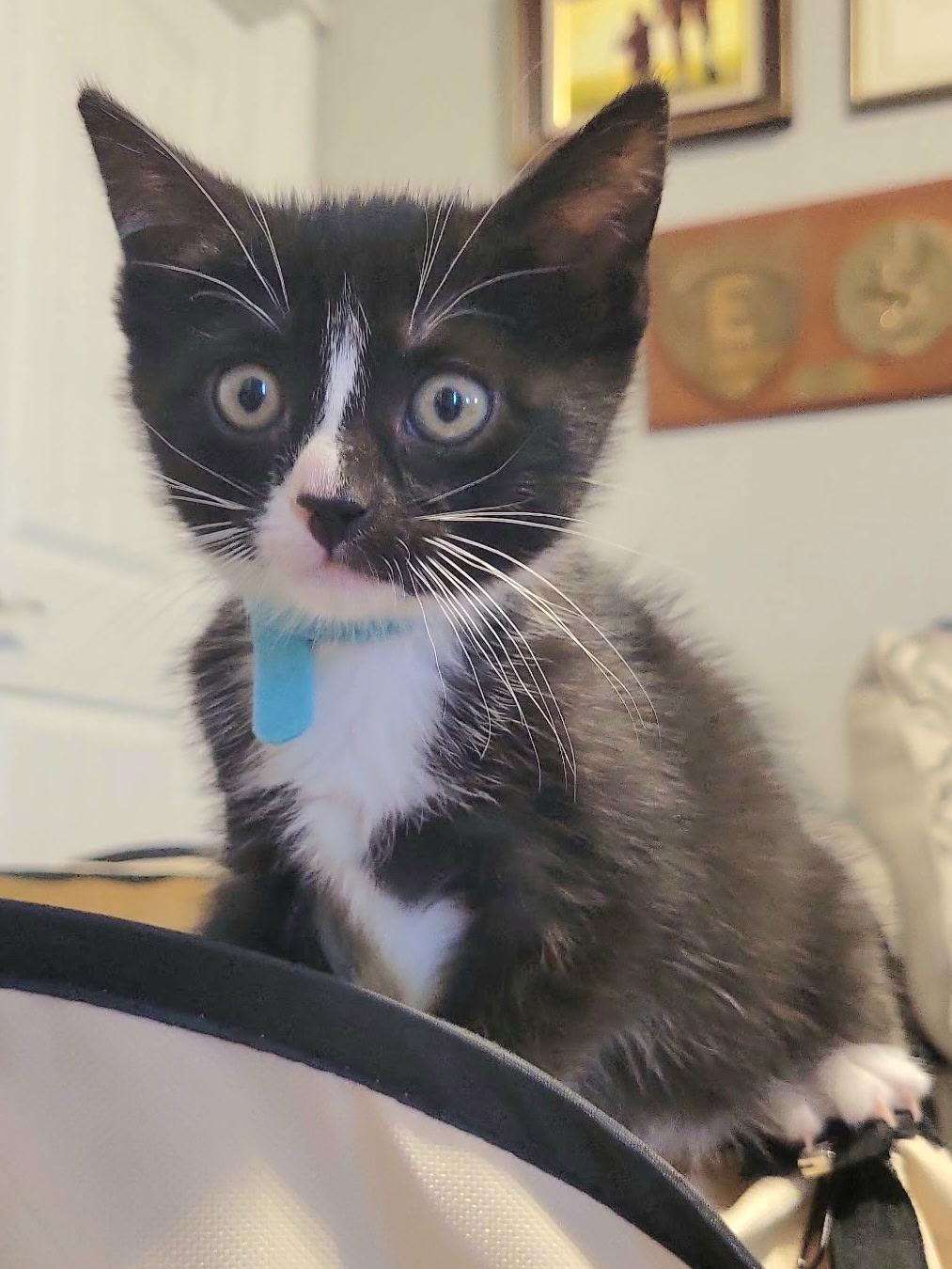 Jinx