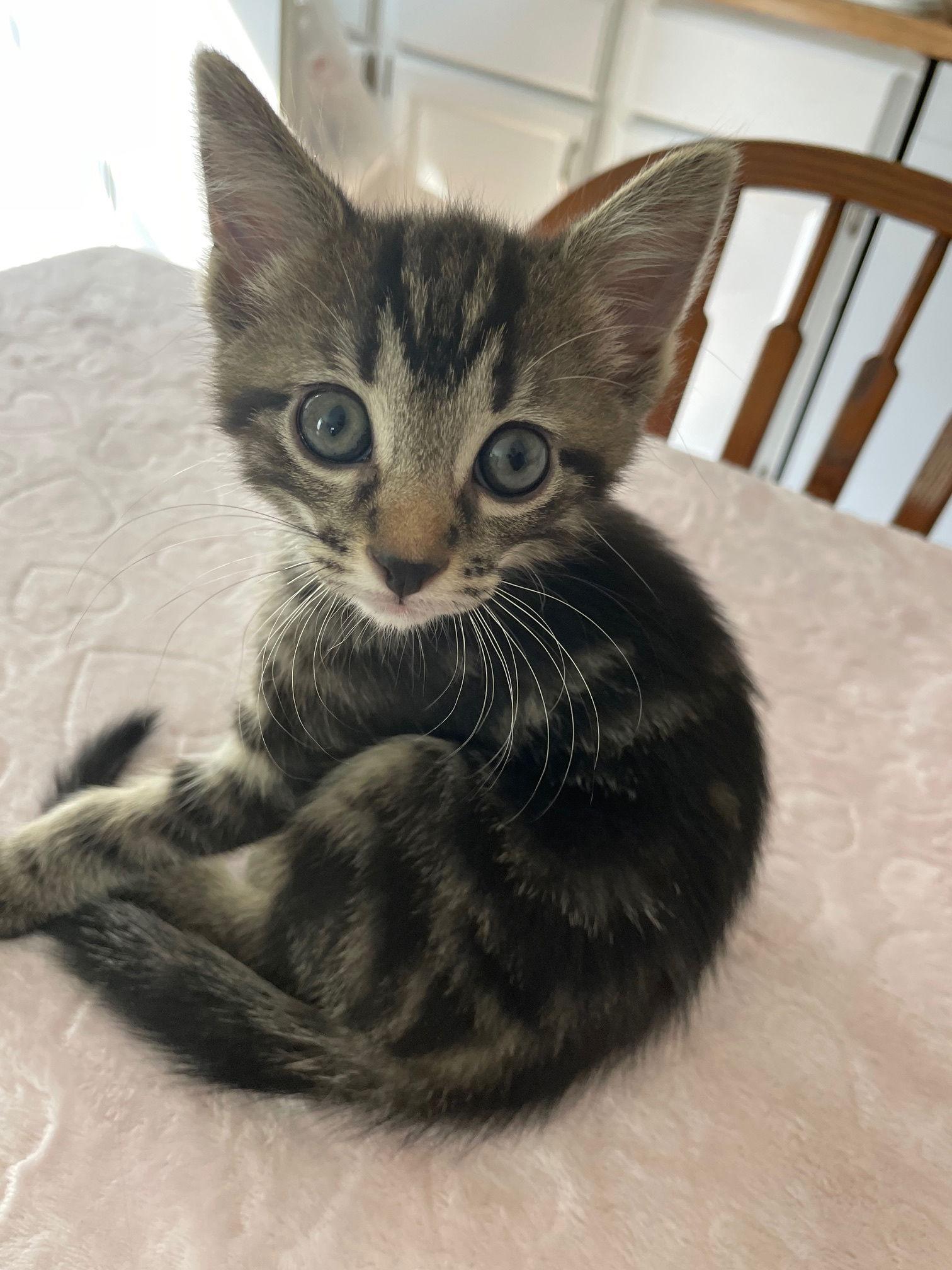 Space Ship, a Adopted mixed breed in Island Lake, IL image 1/3