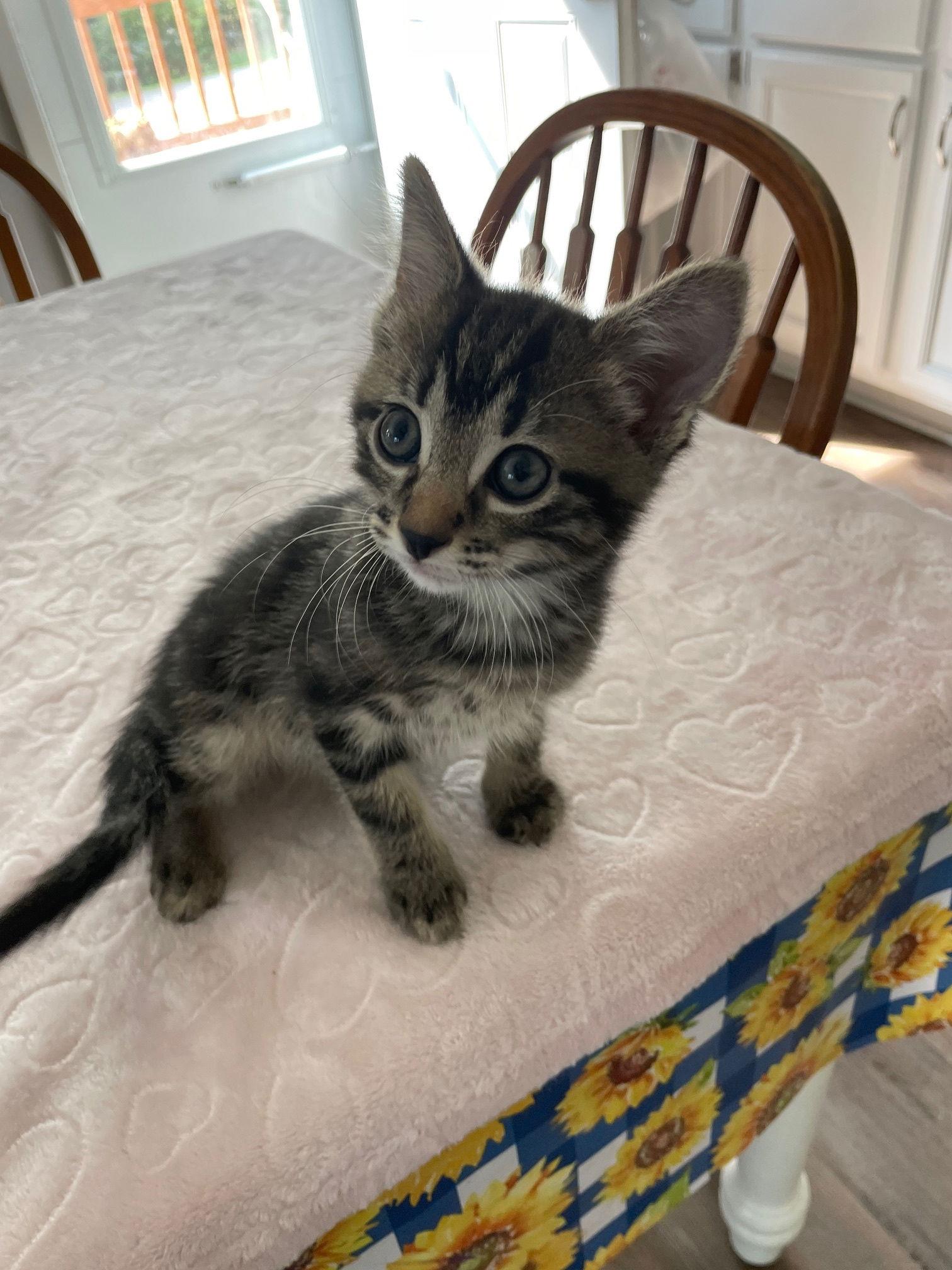 Space Ship, a Adopted mixed breed in Island Lake, IL image 2/3