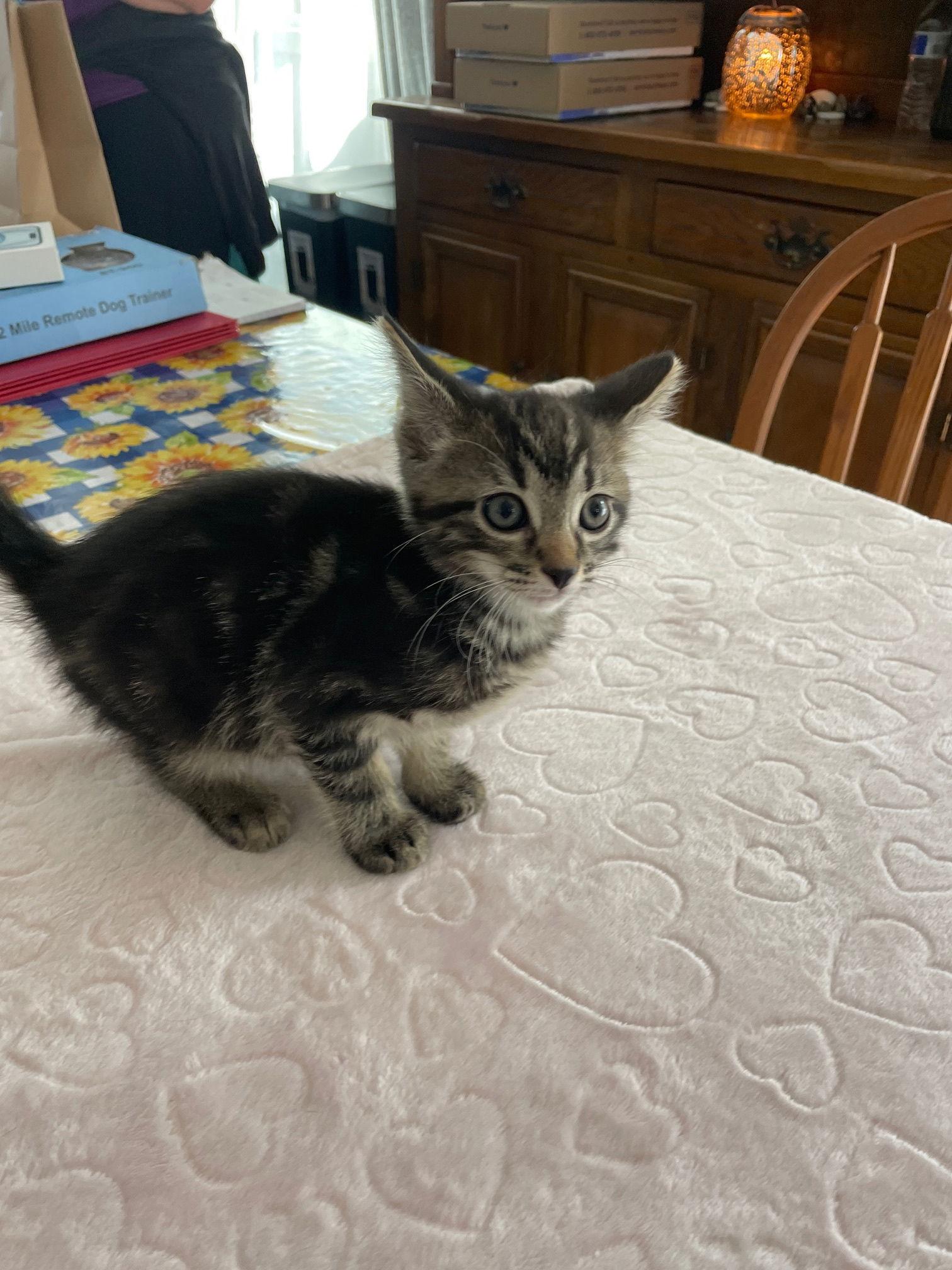 Space Ship, a Adopted mixed breed in Island Lake, IL image 3/3