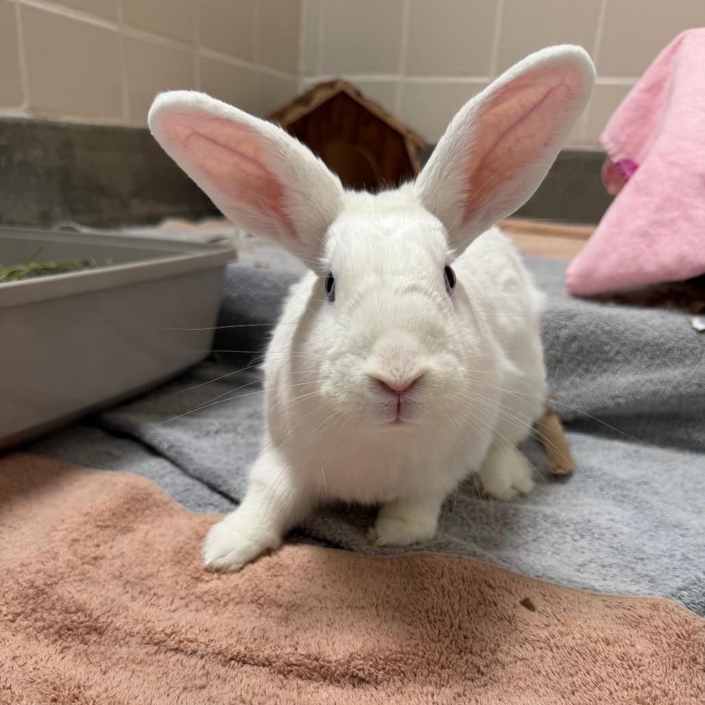 Coco, Adoptable, Adult Male American.