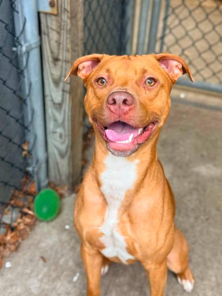 Craig, adopted, Young Male Pit Bull Terrier.