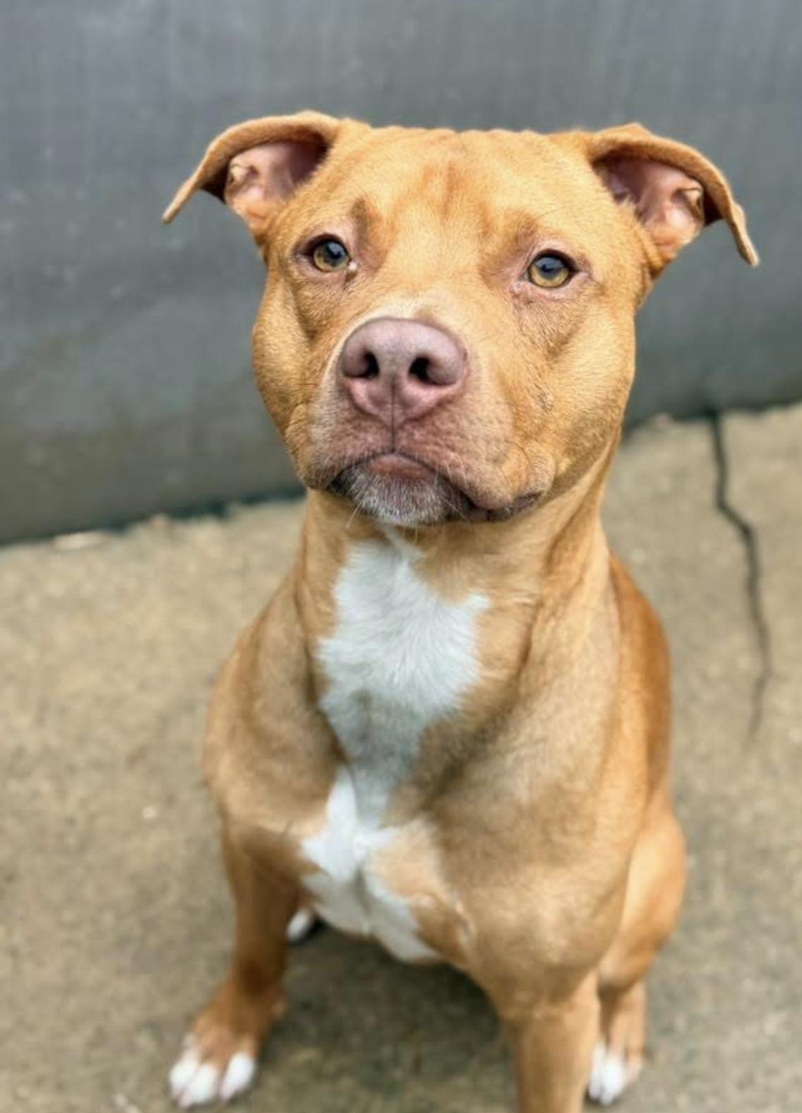 Craig, an adopted Pit Bull Terrier in Chicago, IL image 3/5