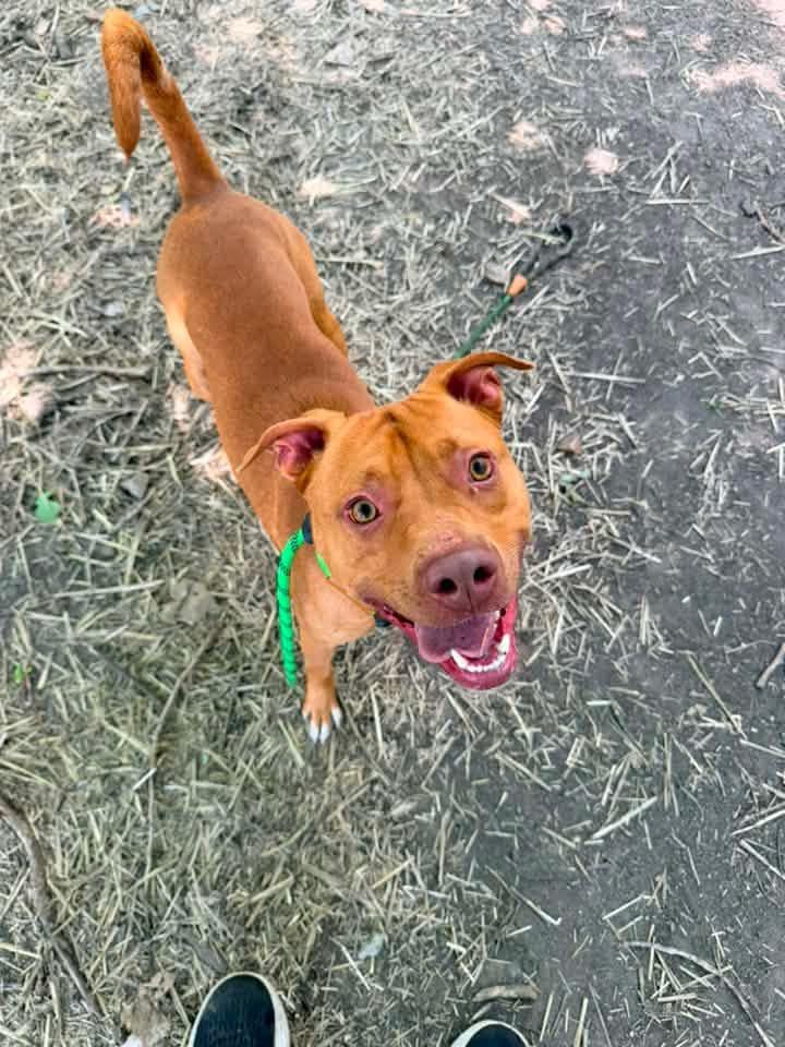 Craig, an adopted Pit Bull Terrier in Chicago, IL image 2/5