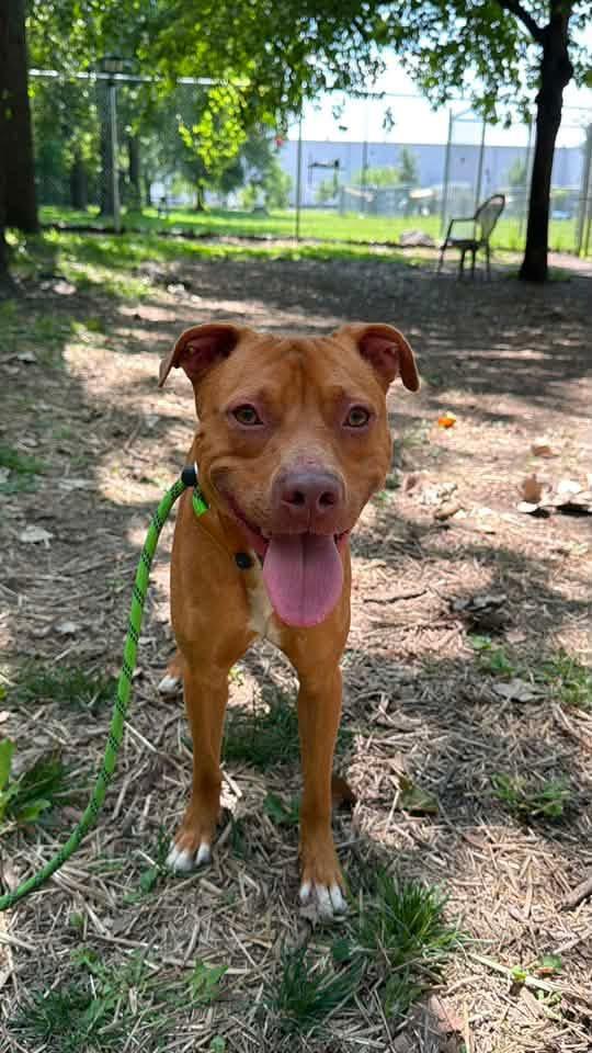 Craig, an adopted Pit Bull Terrier in Chicago, IL image 4/5