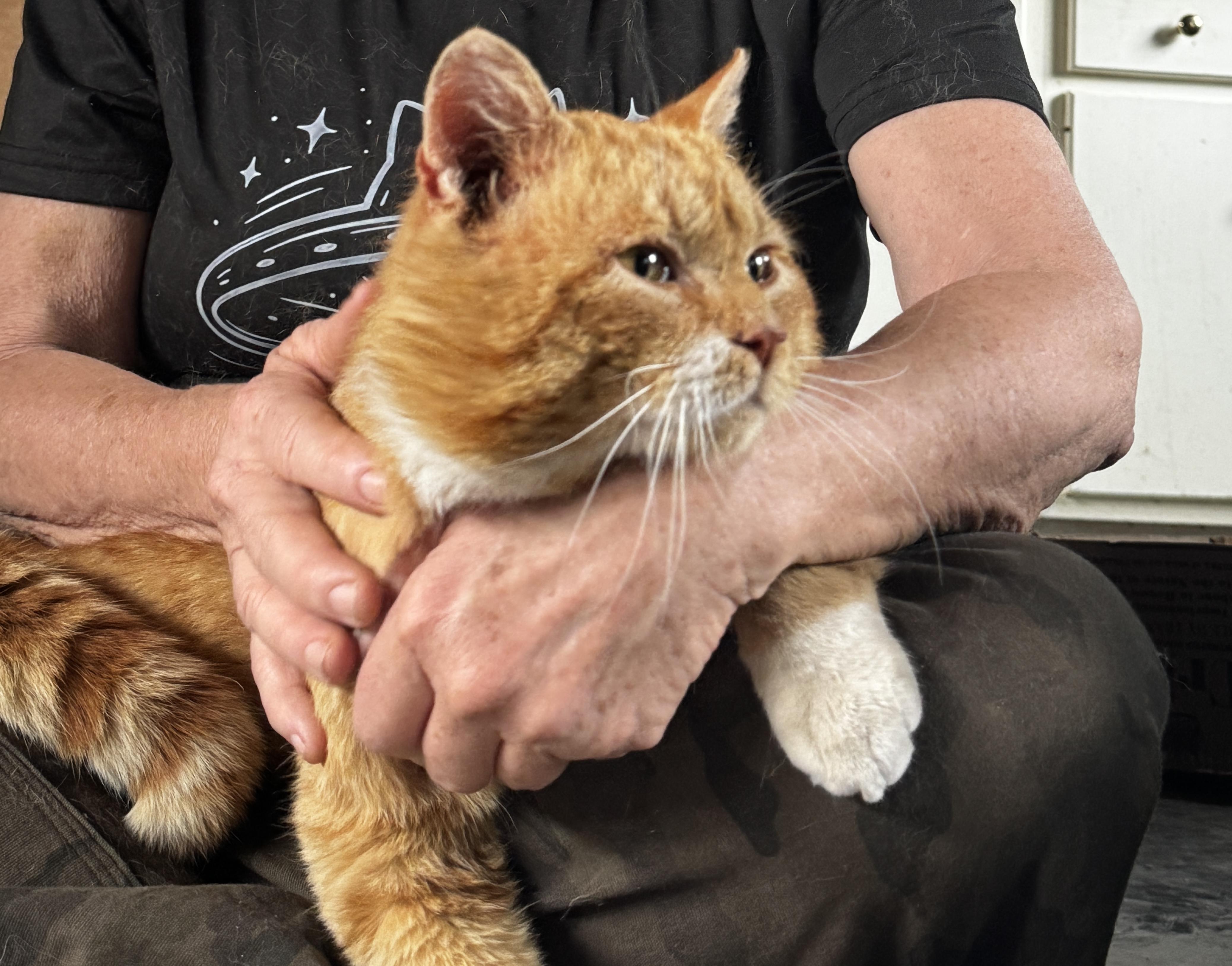 Enlarge Simon, a Adoptable Domestic Short Hair in Louisville, KY image 3/6