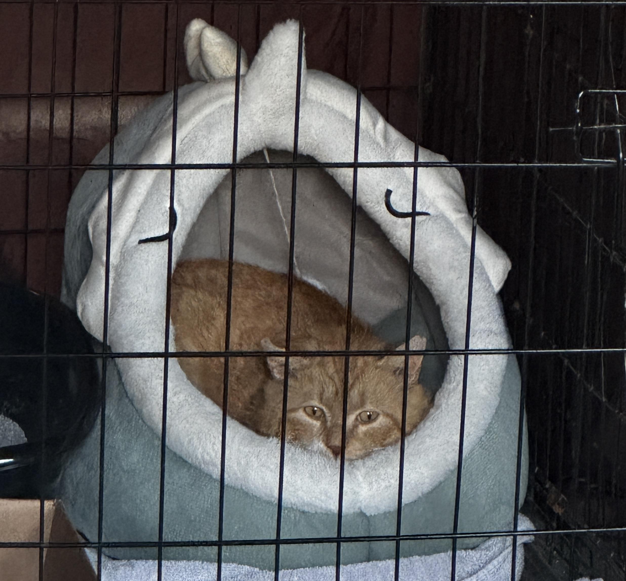 Enlarge Simon, a Adoptable Domestic Short Hair in Louisville, KY image 6/6