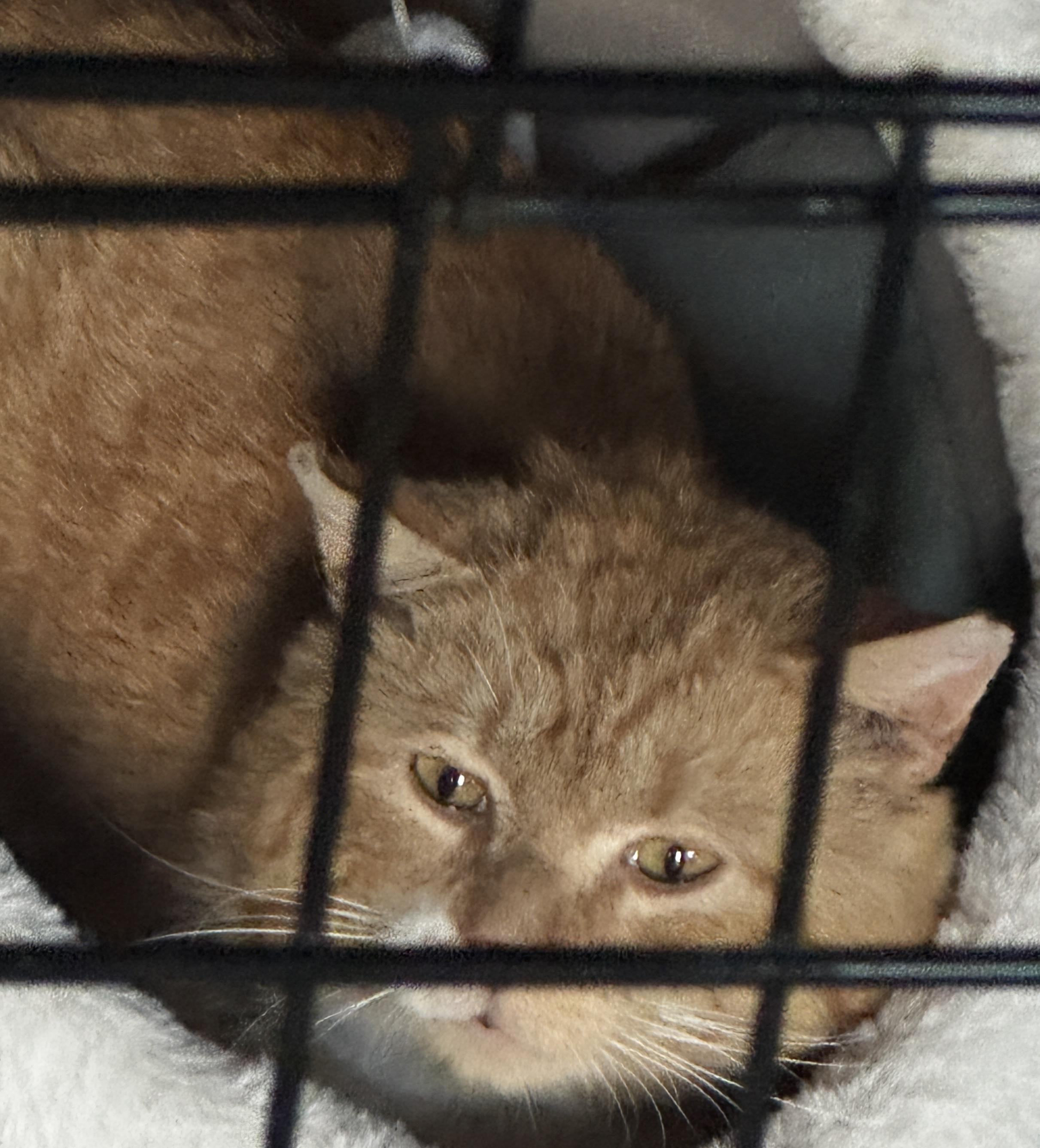 Enlarge Simon, a Adoptable Domestic Short Hair in Louisville, KY image 5/6