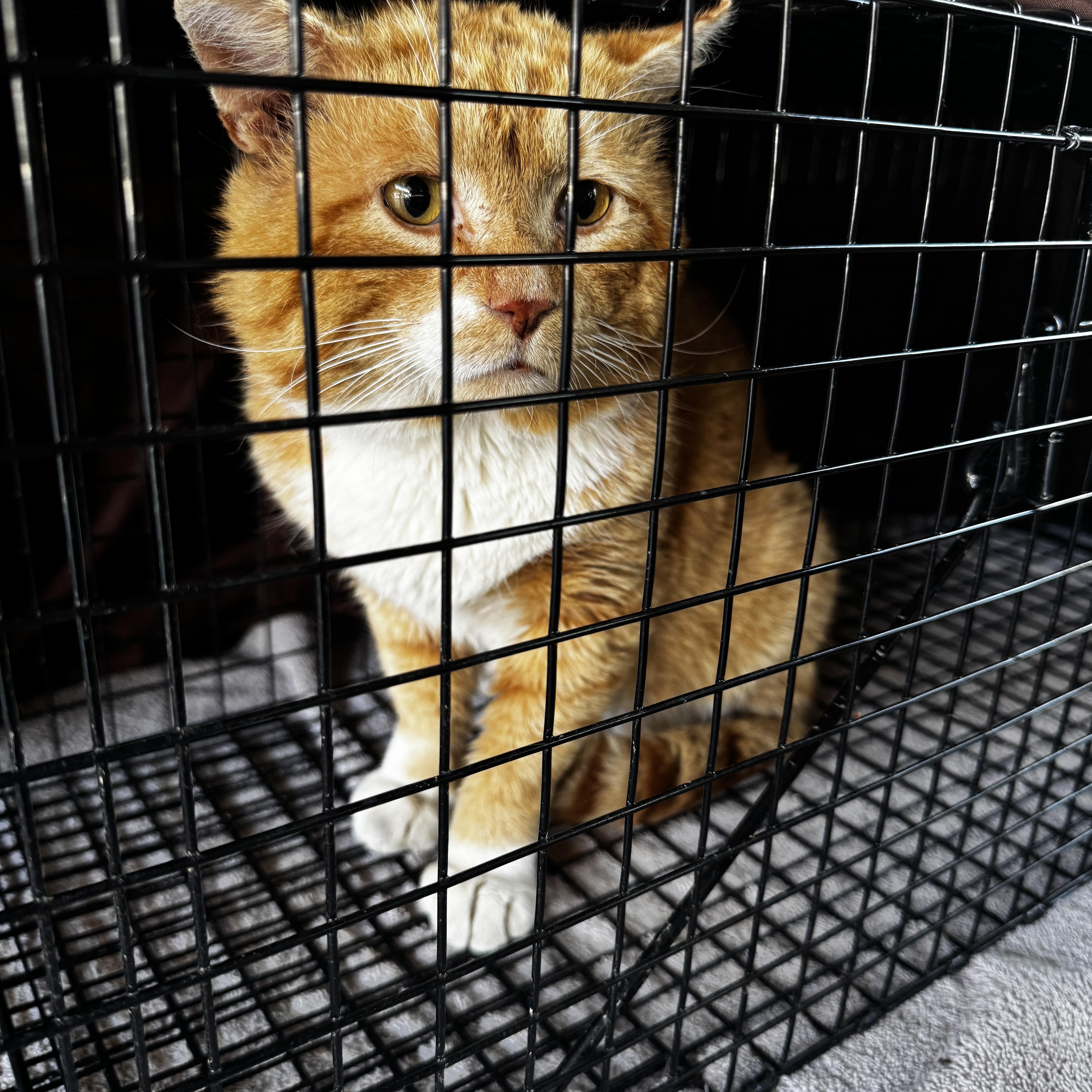 Enlarge Simon, a Adoptable Domestic Short Hair in Louisville, KY image 4/6