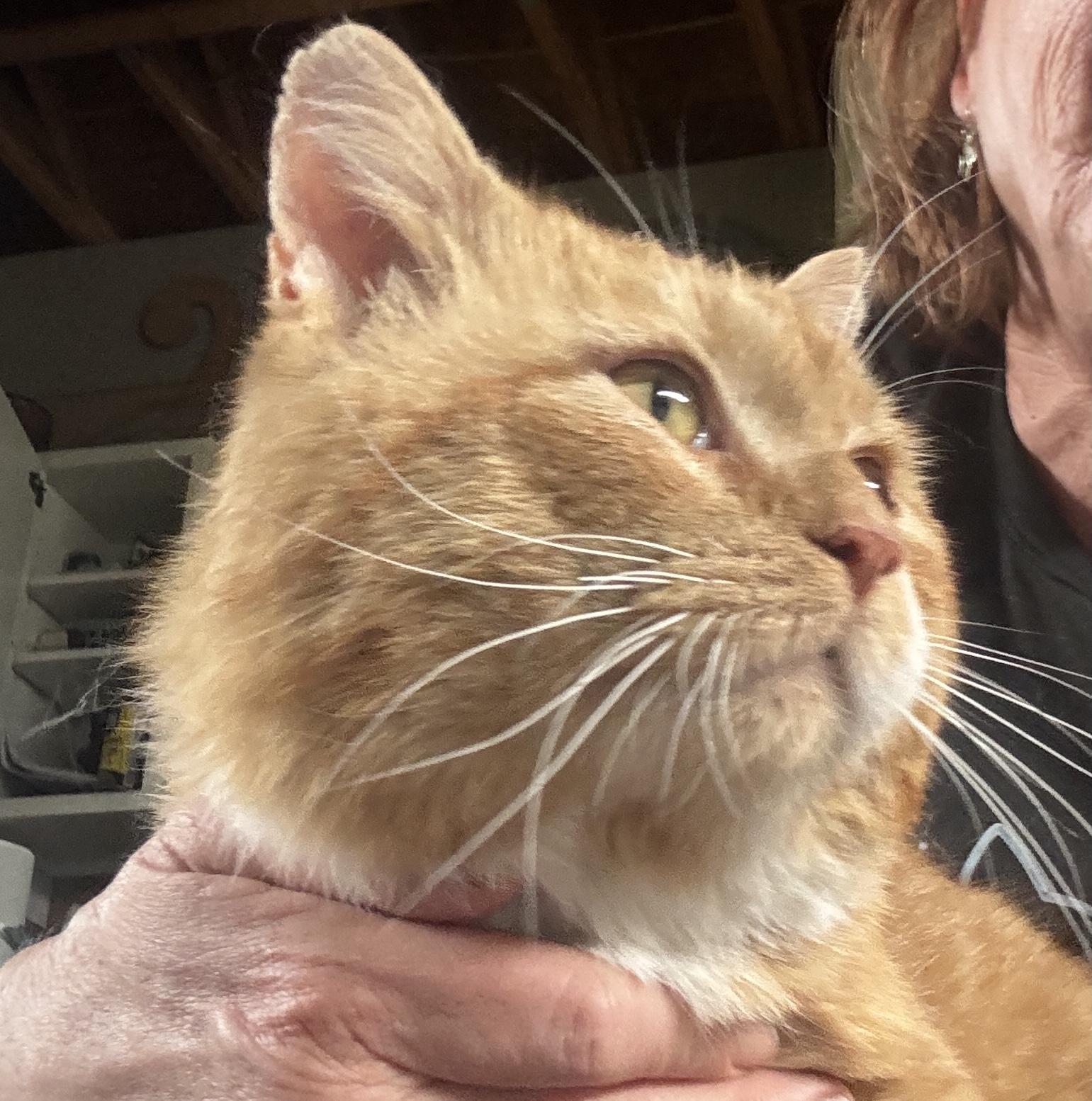 Enlarge Simon, a Adoptable Domestic Short Hair in Louisville, KY image 2/6