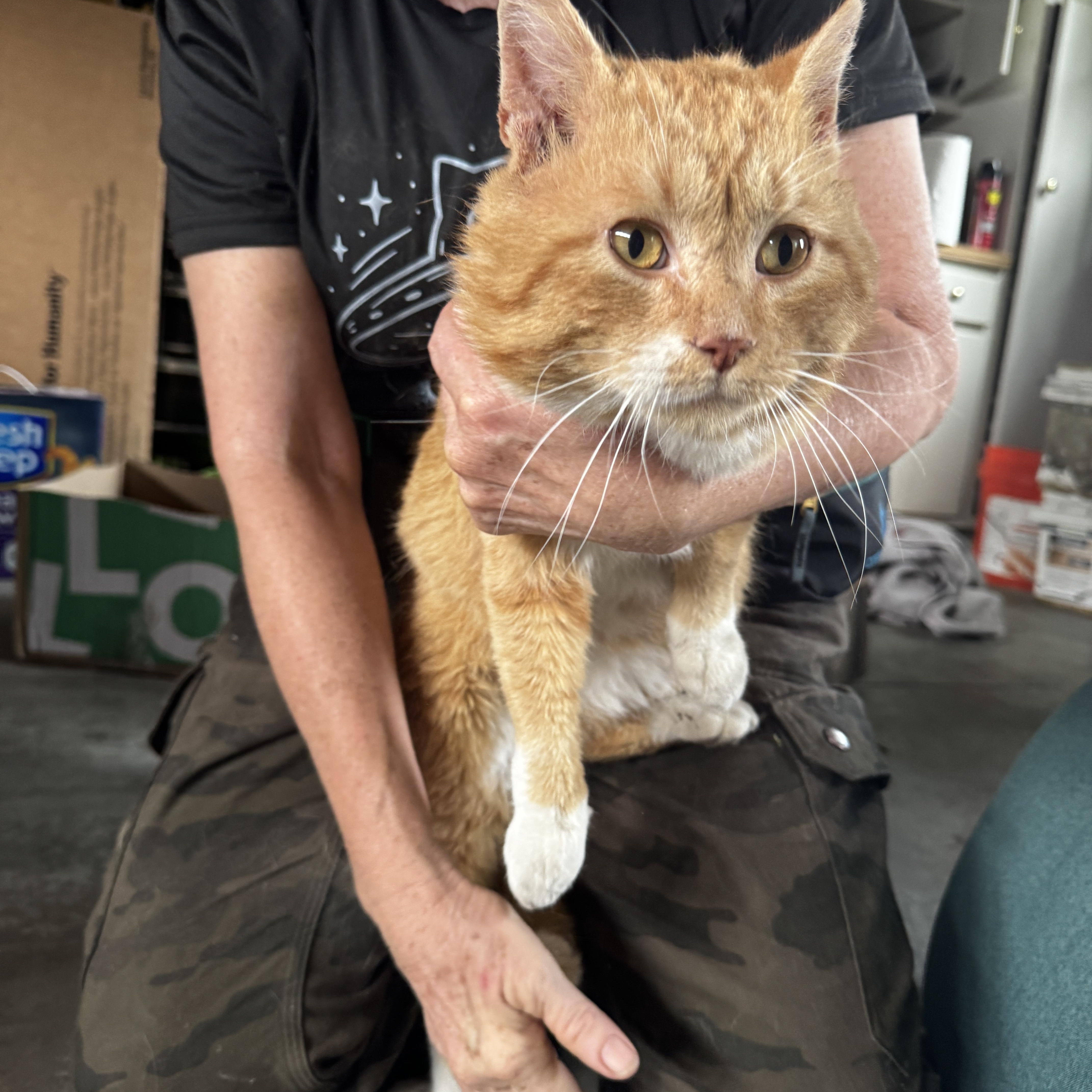 Simon, Adoptable, Adult Male Domestic Short Hair.
