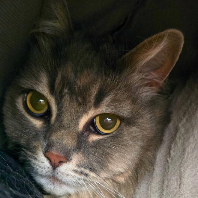 Enlarge Nova , an adoptable Domestic Long Hair in Prineville, OR image 1/1