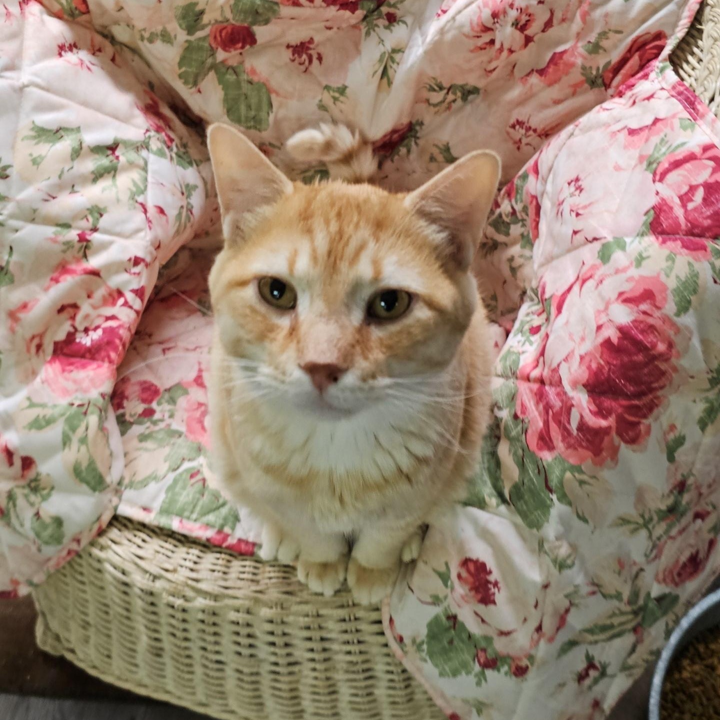 Cheese (FIV+), an adoptable Domestic Medium Hair in Pardeeville, WI, 53954 | Photo Image 3
