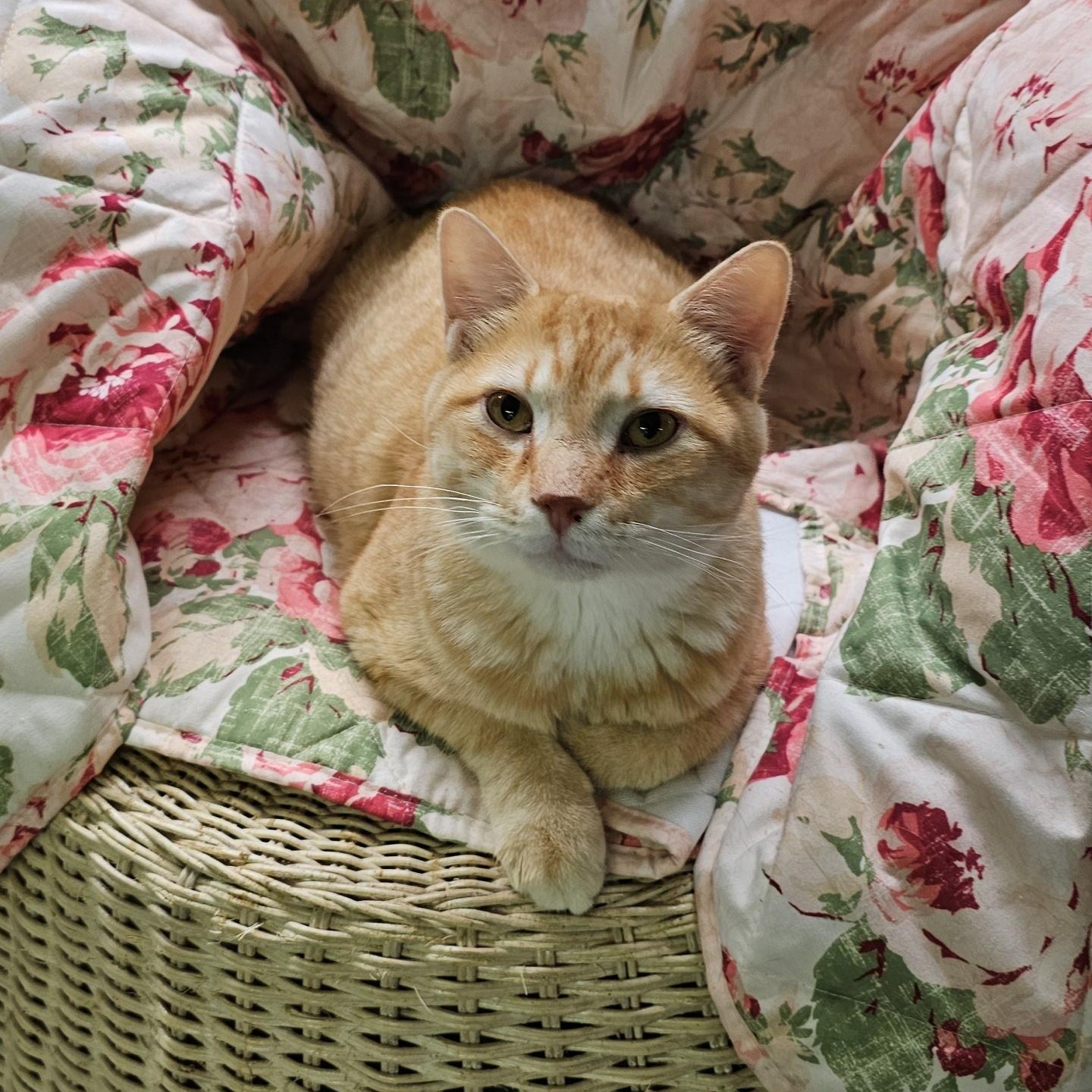 Cheese (FIV+), an adoptable Domestic Medium Hair in Pardeeville, WI, 53954 | Photo Image 4