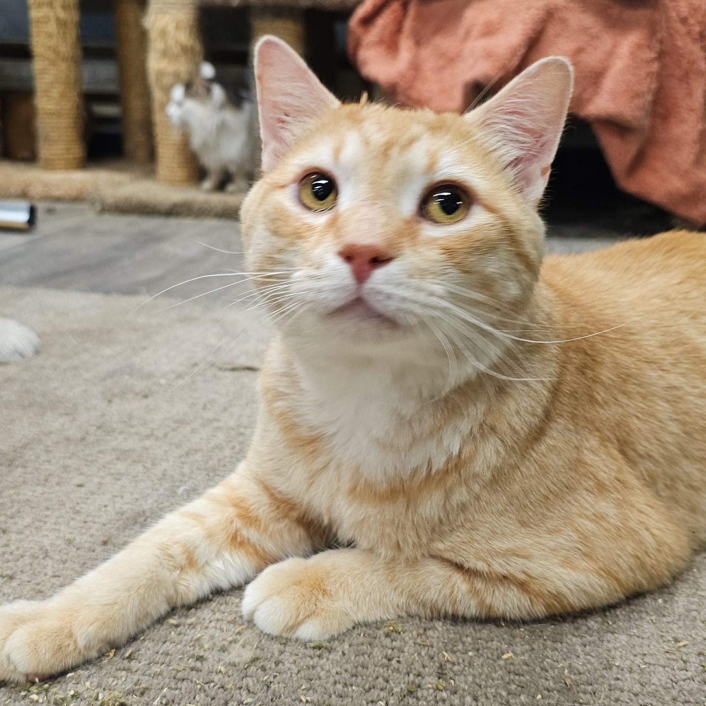 Cheese (FIV+), an adoptable Domestic Medium Hair in Pardeeville, WI, 53954 | Photo Image 1