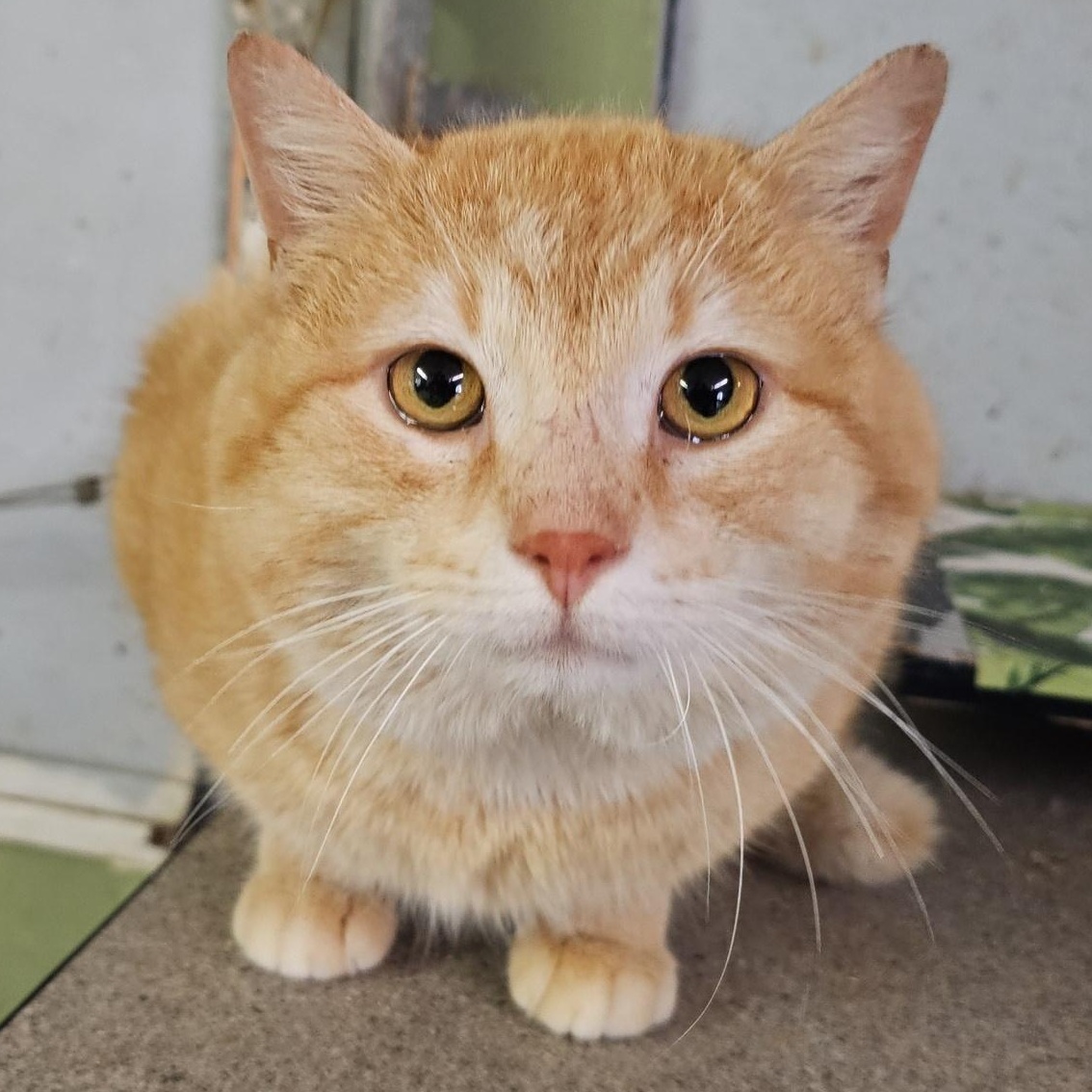 Cheese (FIV+), an adoptable Domestic Medium Hair in Pardeeville, WI, 53954 | Photo Image 1