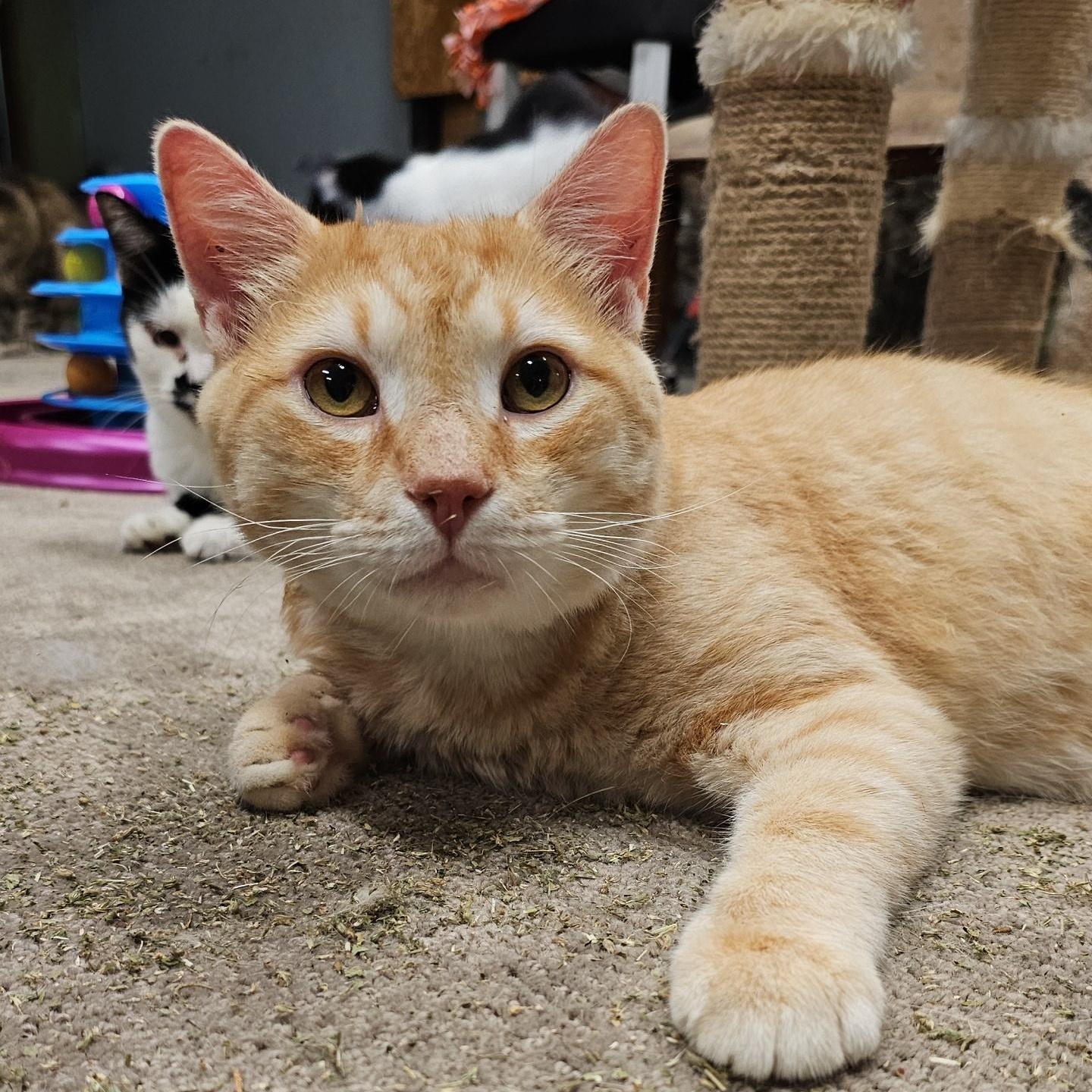 Cheese (FIV+), an adoptable Domestic Medium Hair in Pardeeville, WI, 53954 | Photo Image 2