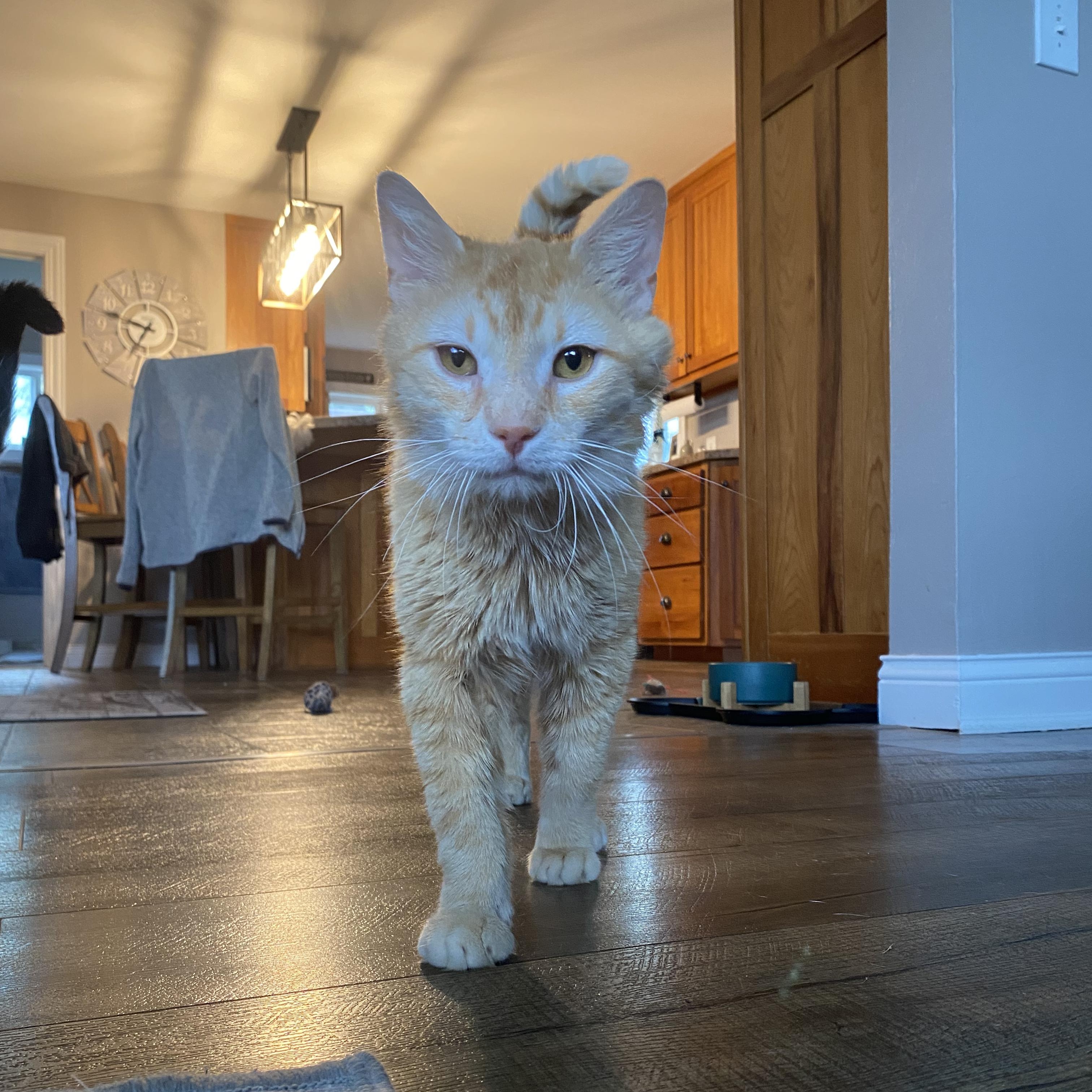 Cheese (FIV+), an adoptable Domestic Medium Hair in Pardeeville, WI, 53954 | Photo Image 2