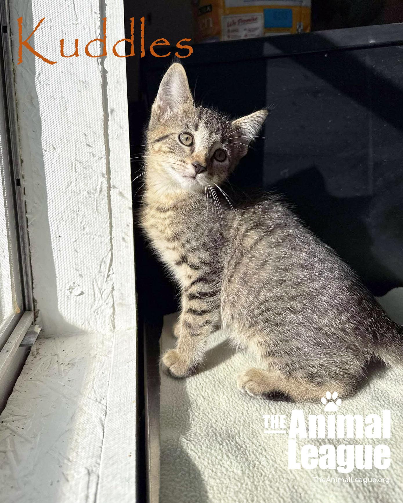 Enlarge Kuddles, a Adoptable Domestic Short Hair in Clermont, FL image 3/5