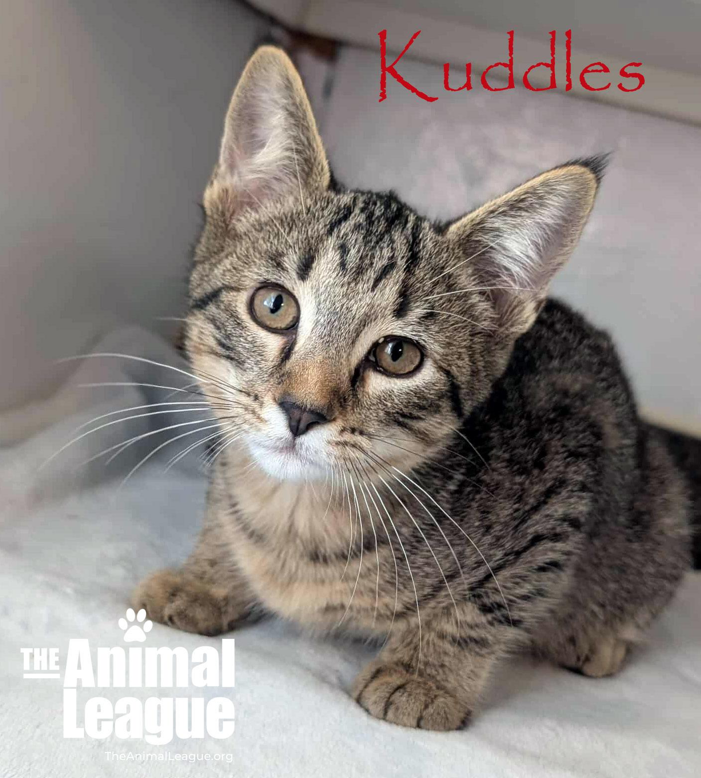 Kuddles, Adoptable, Kitten Male Domestic Short Hair.
