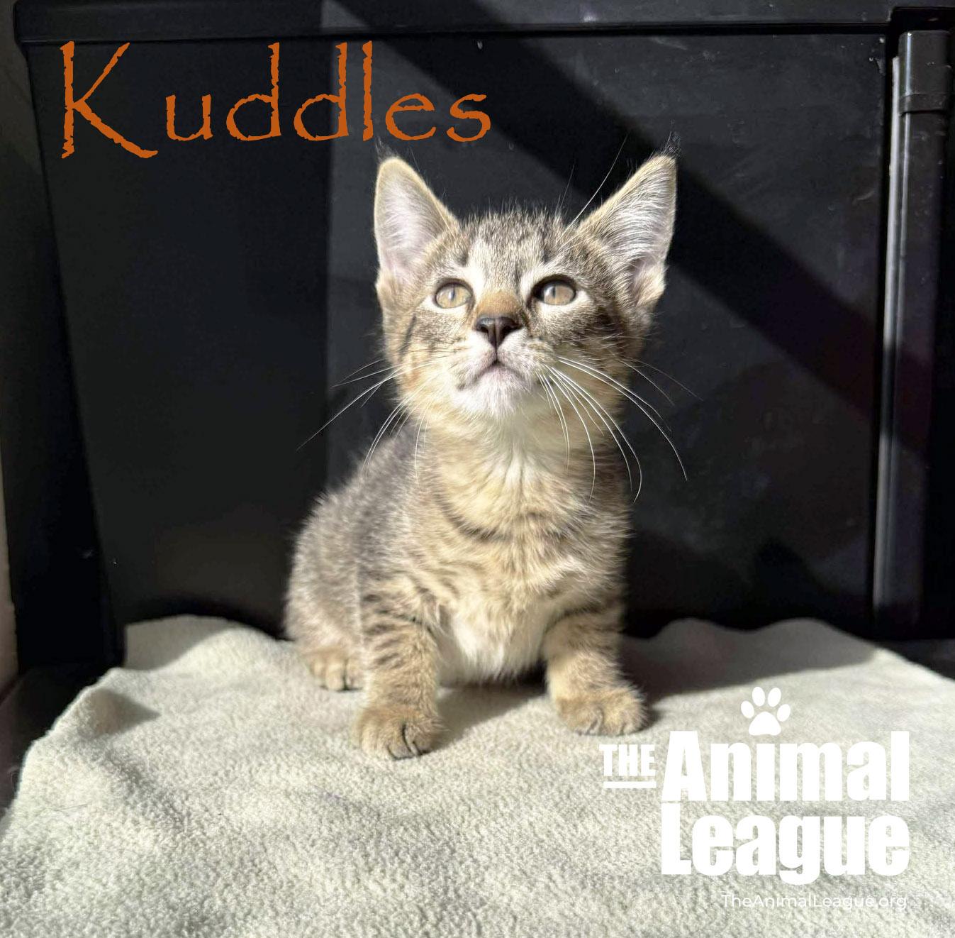 Enlarge Kuddles, a Adoptable Domestic Short Hair in Clermont, FL image 4/5