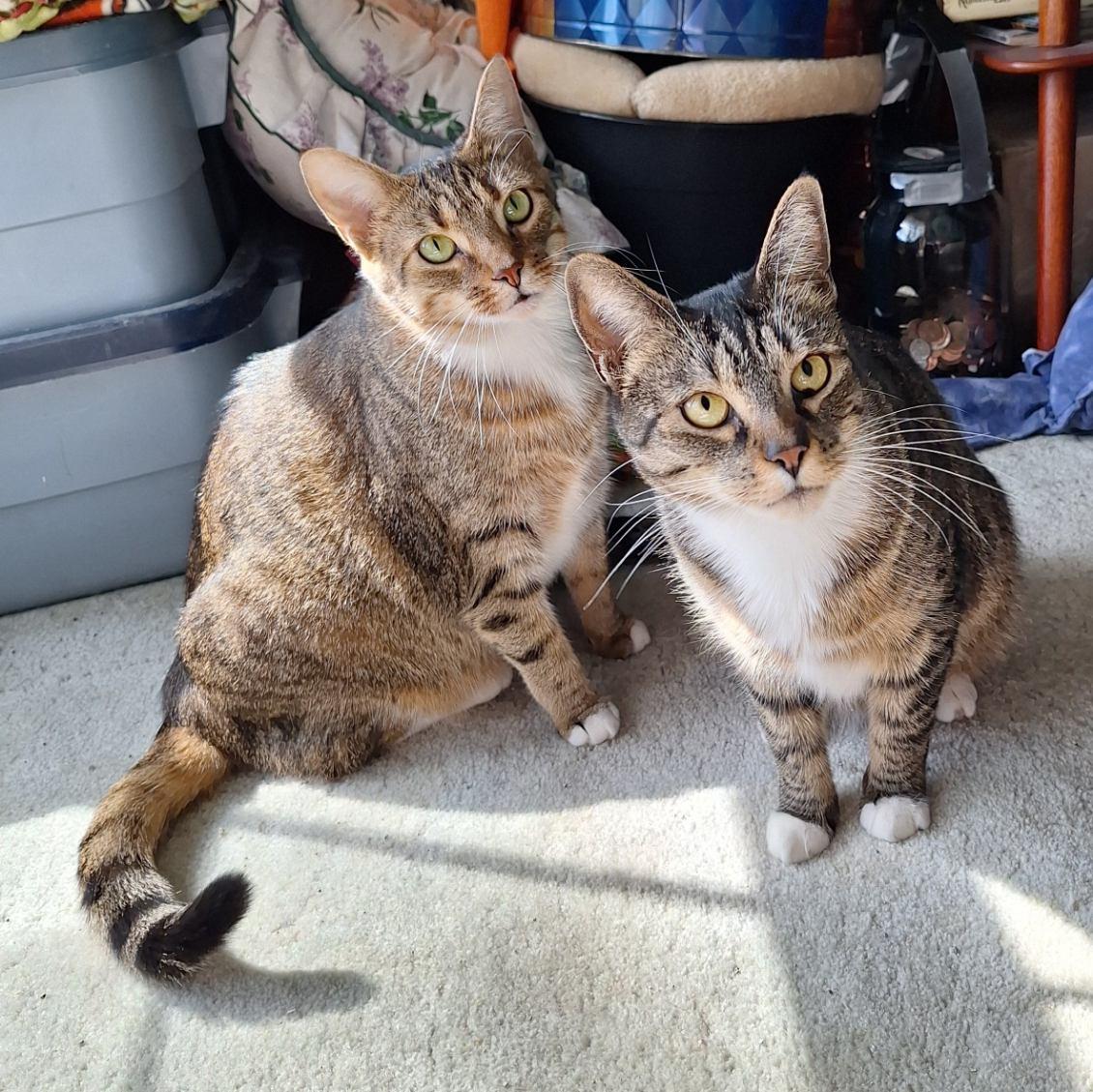 Tabatha, Adoptable, Adult Female Domestic Short Hair.