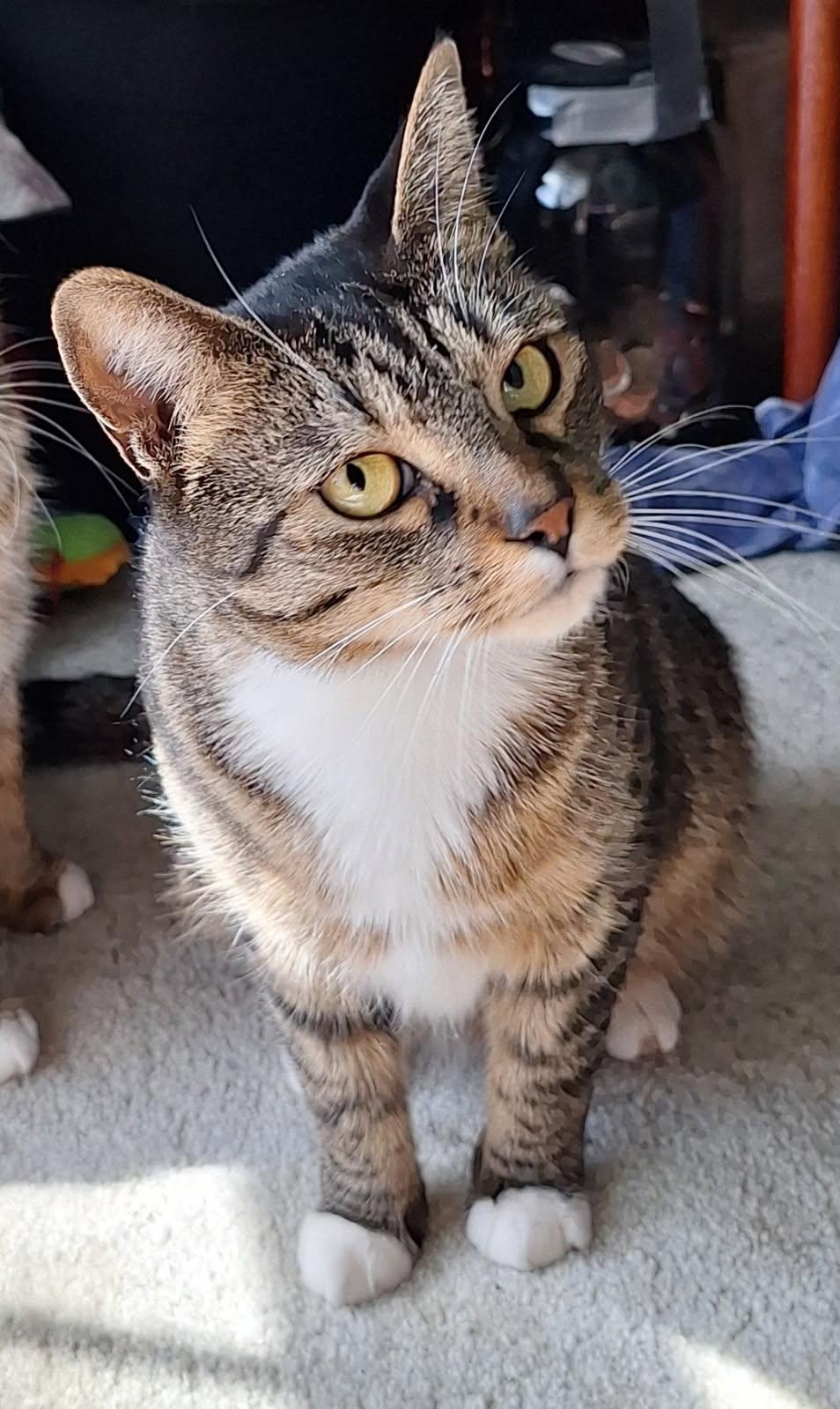 Tabatha, Adoptable, Adult Female Domestic Short Hair.