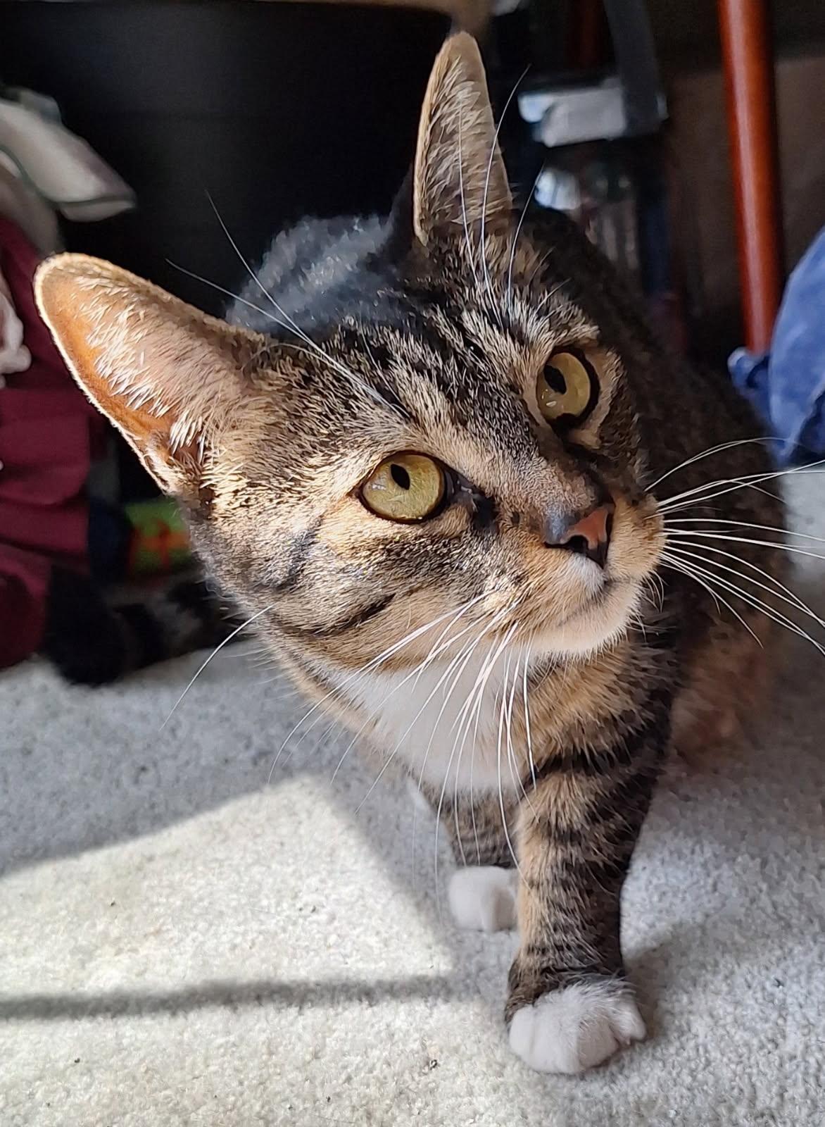 Tabatha, a Adoptable Domestic Short Hair in Garden City, MI image 3/4