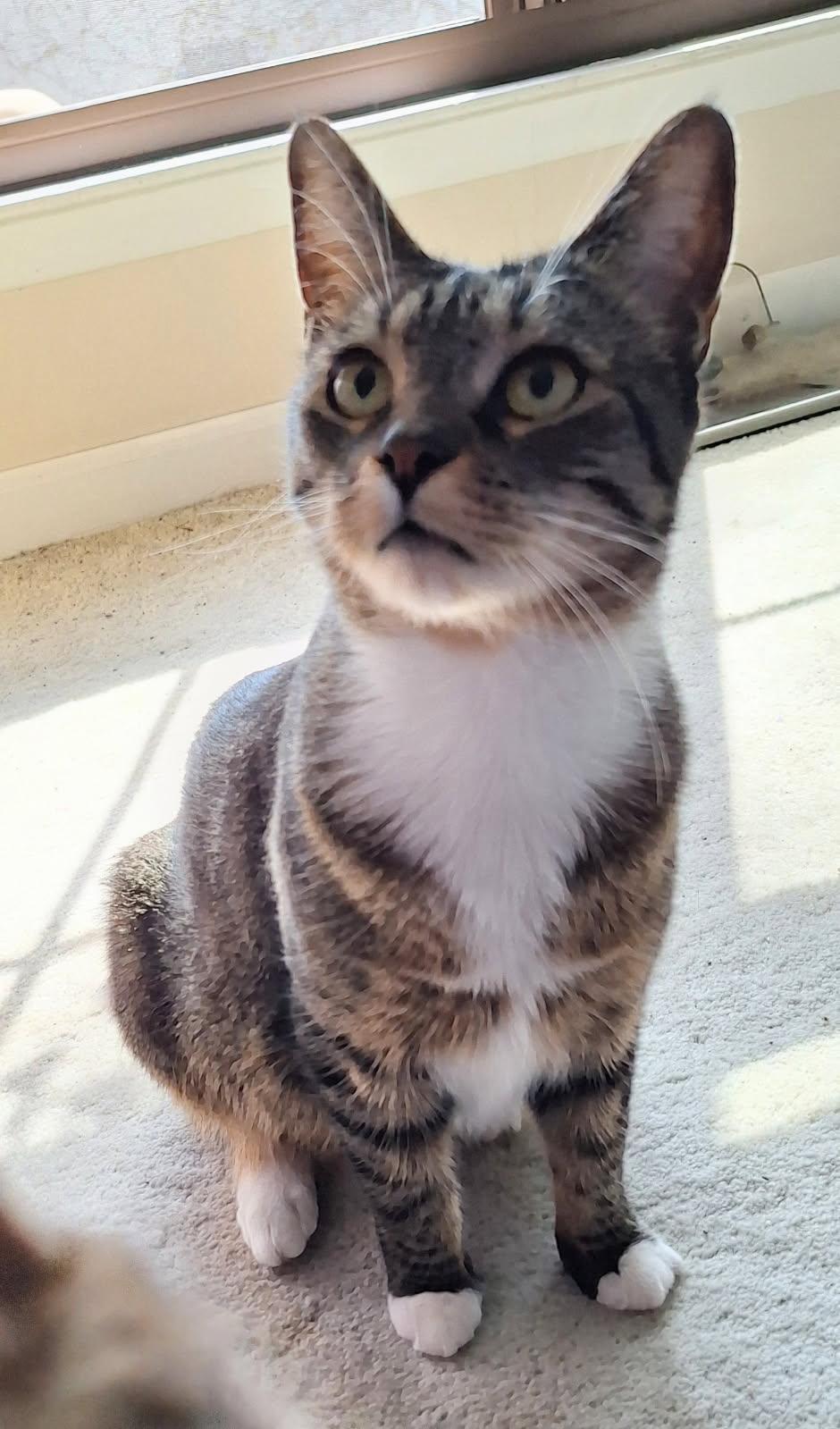 Tabatha, a Adoptable Domestic Short Hair in Garden City, MI image 4/4