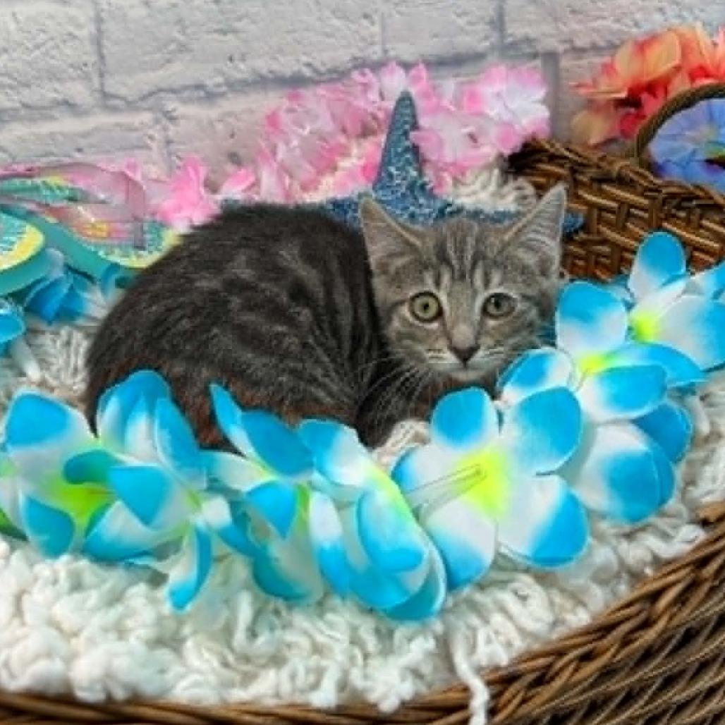 Enlarge June, a Adoptable Domestic Short Hair in Harrisonburg, VA image 1/2